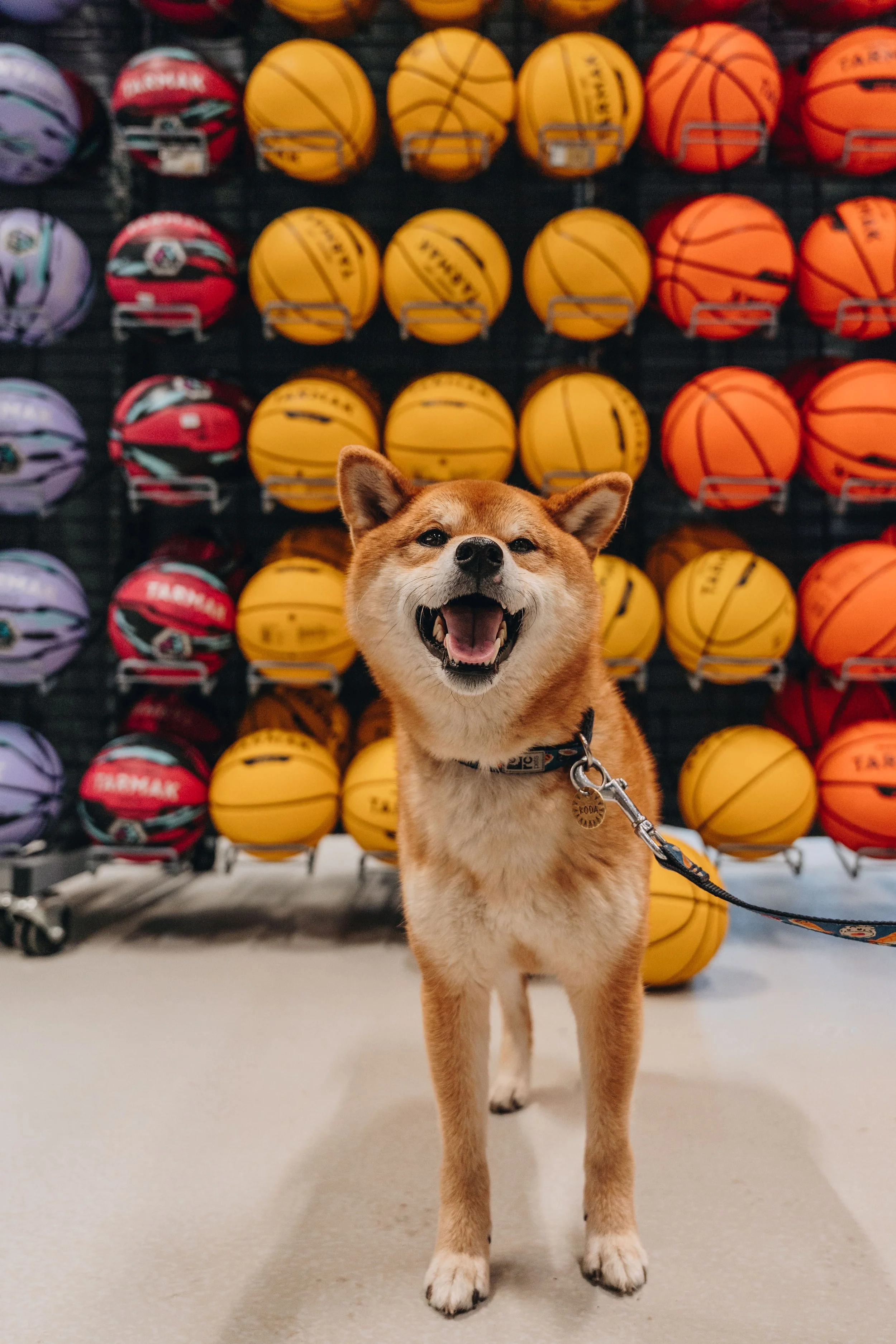 [Laurentides, Boisbriand] Décathlon - Boisbriand