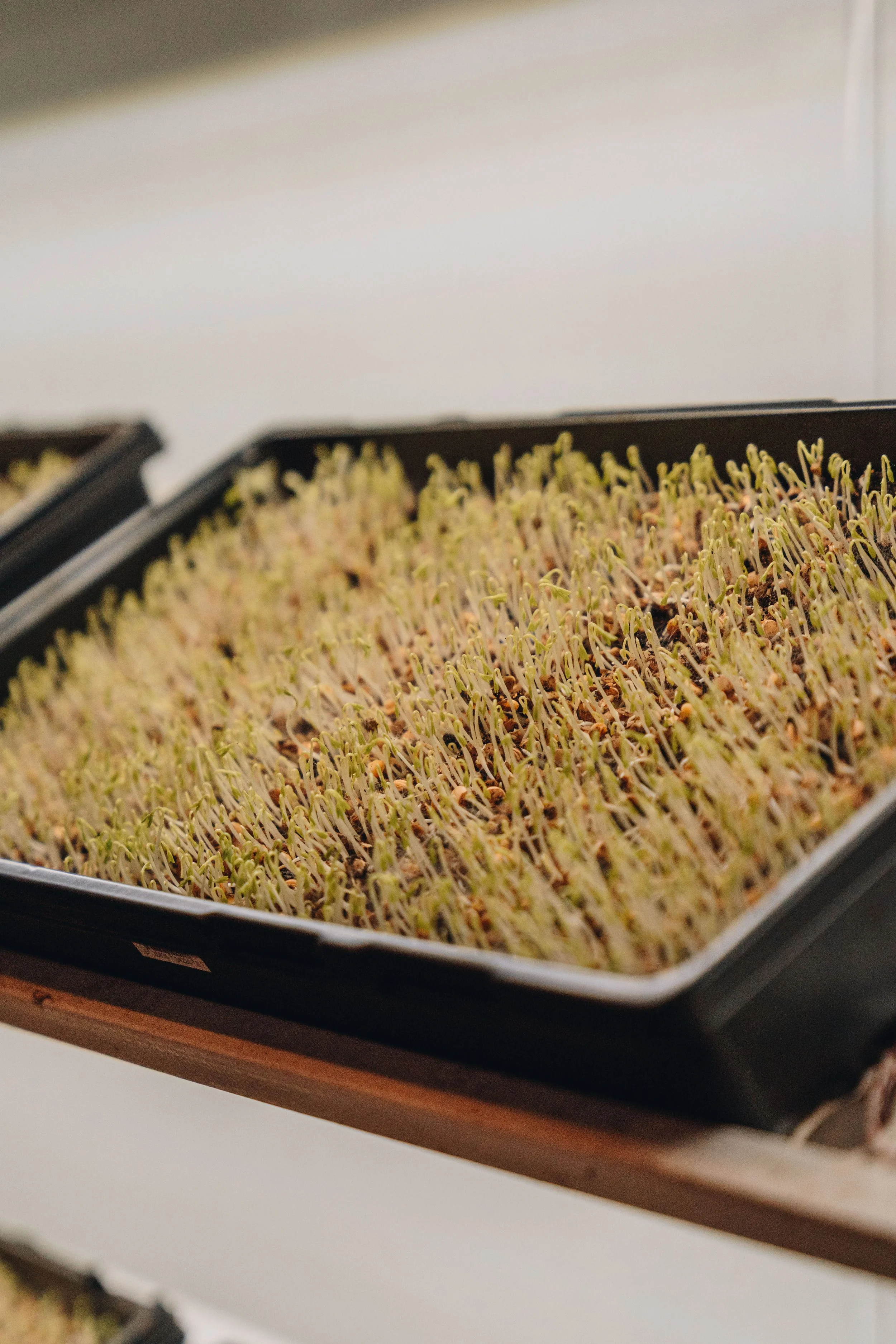 maison jacynthe 3.jpg