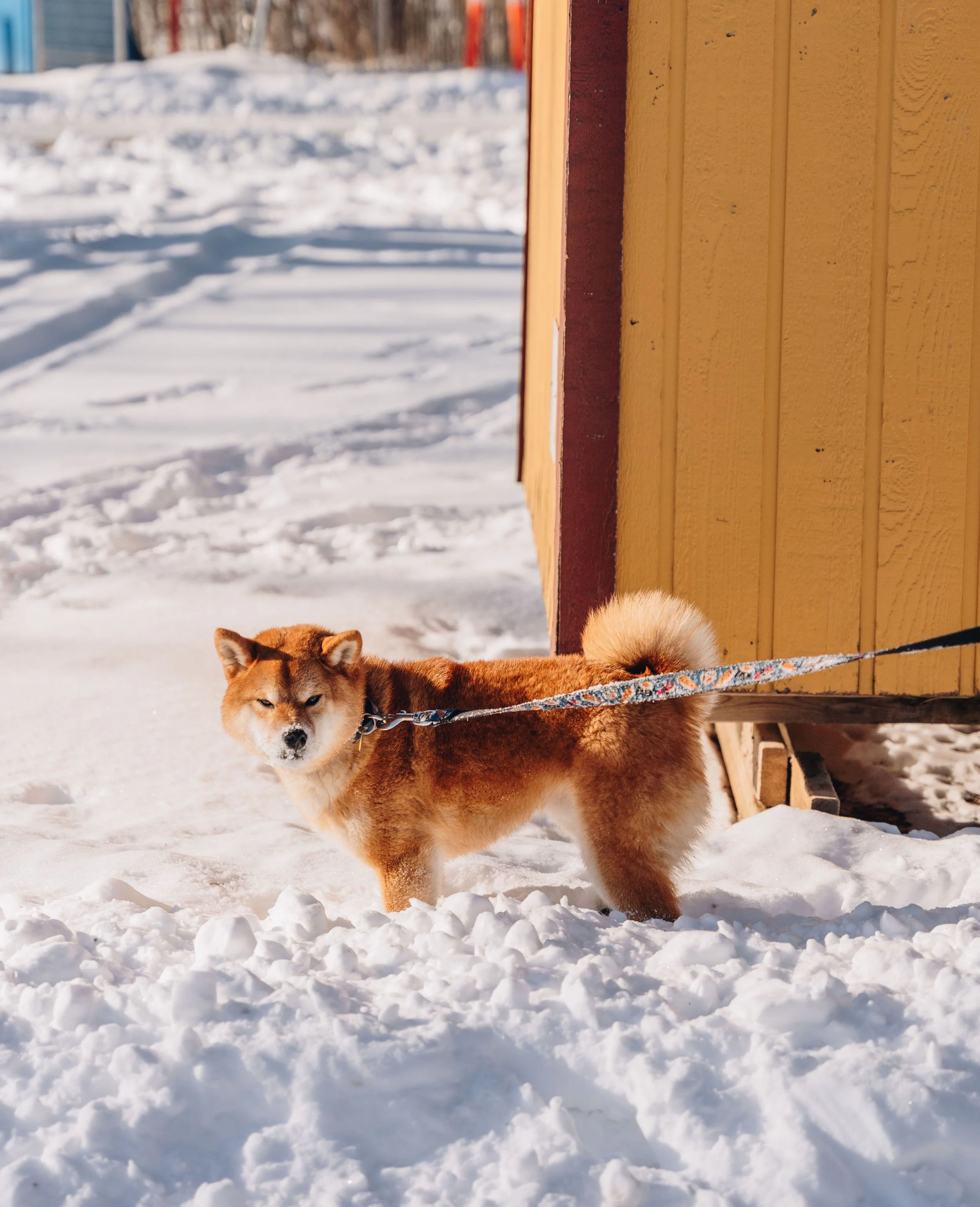 Ile des moulins 66.jpg