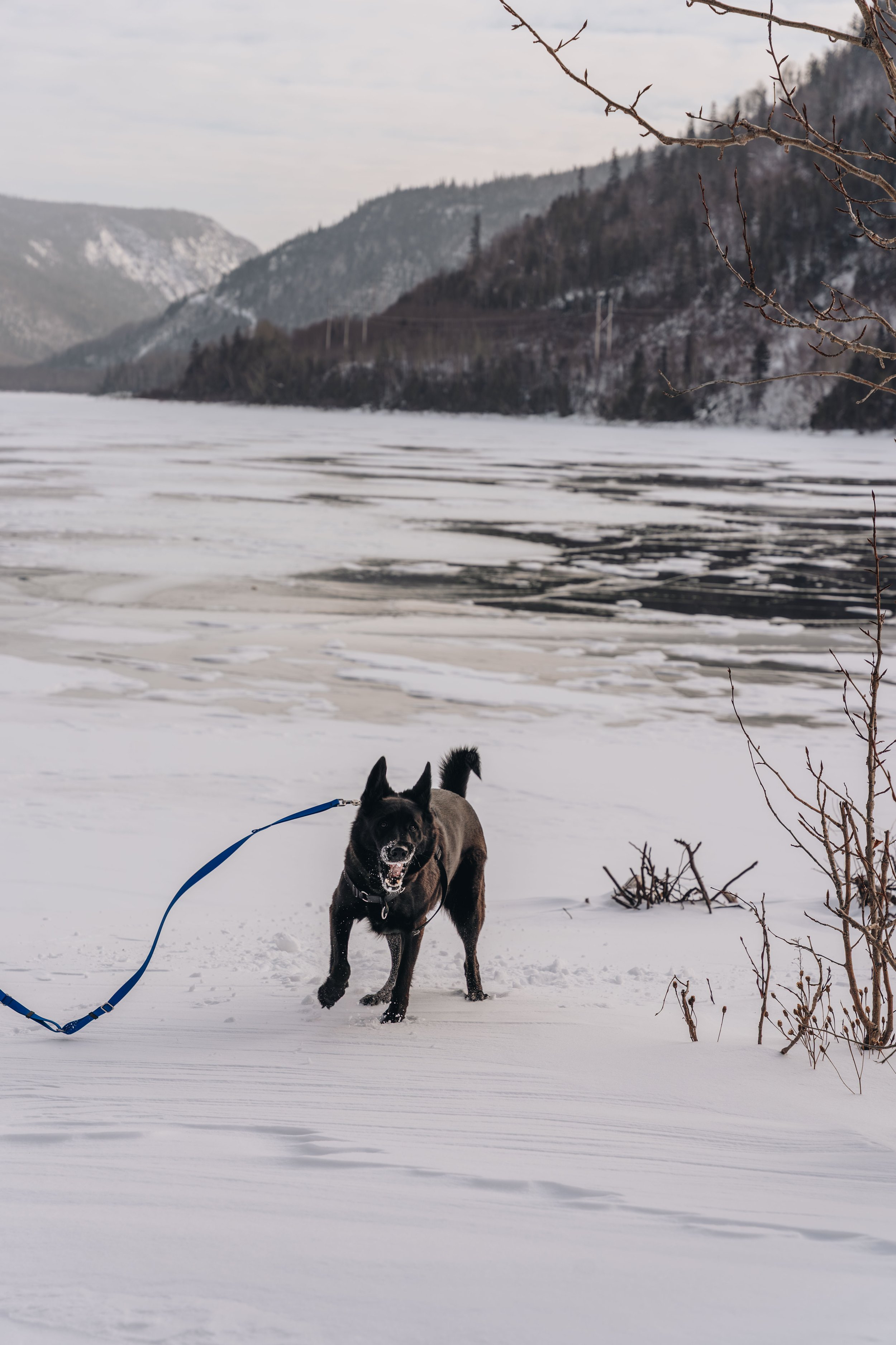 l'anse pleureuse halte onvasepromener.ca12.jpg