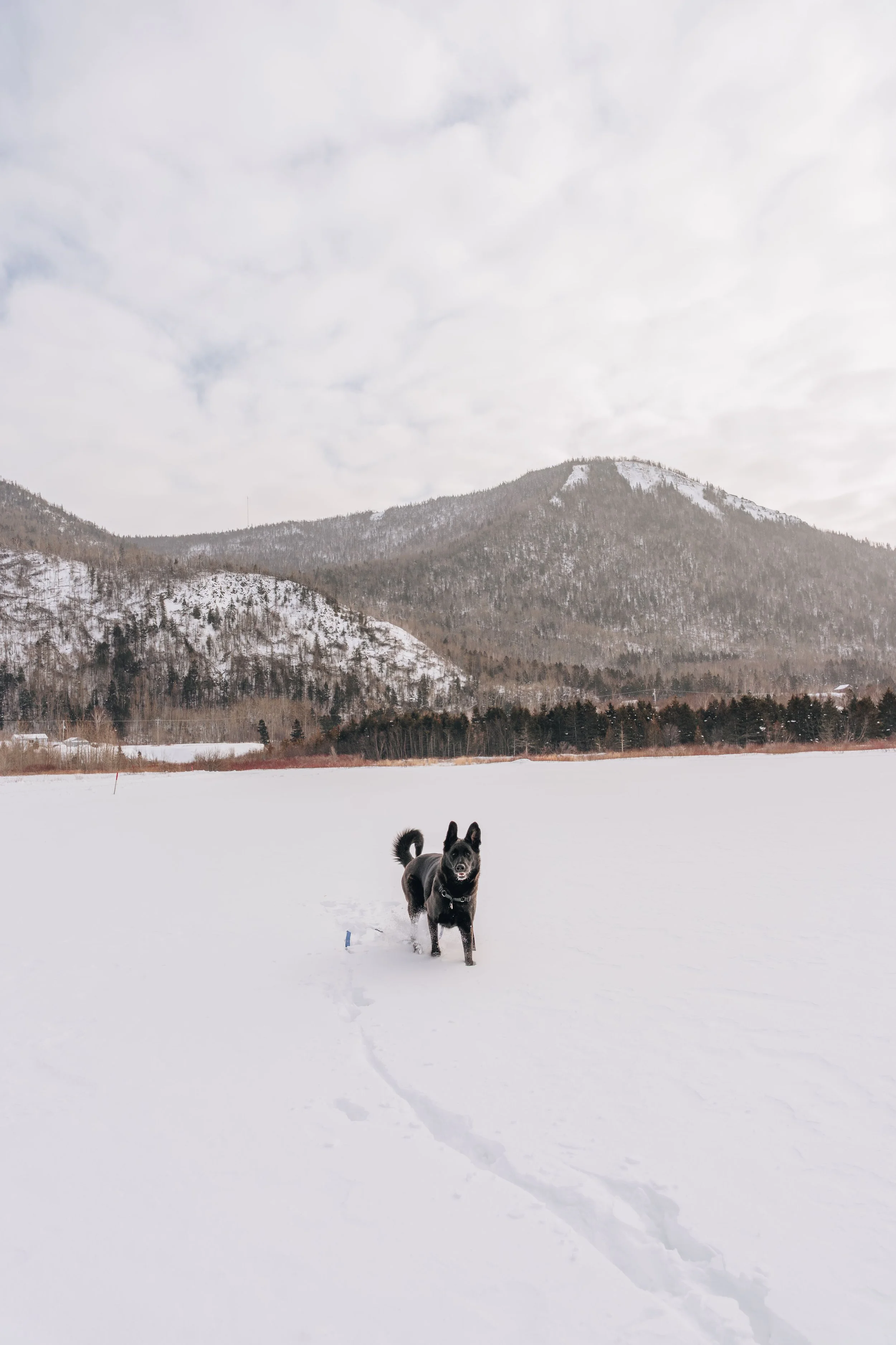 [Gaspésie, Mont St-Pierre] Champs du Mont-St-Pierre