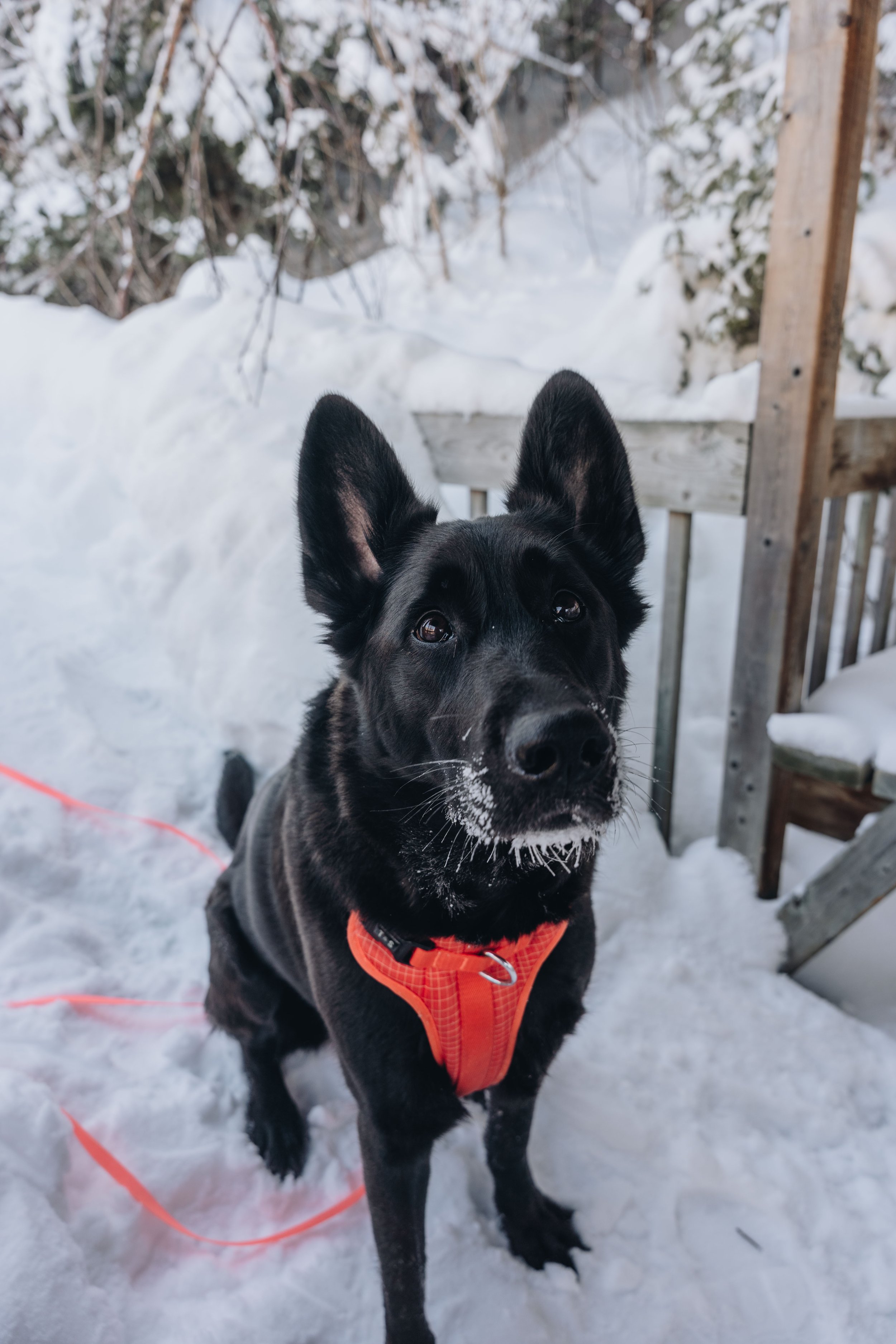 Chalet Hauska_onvasepromener 68.jpg