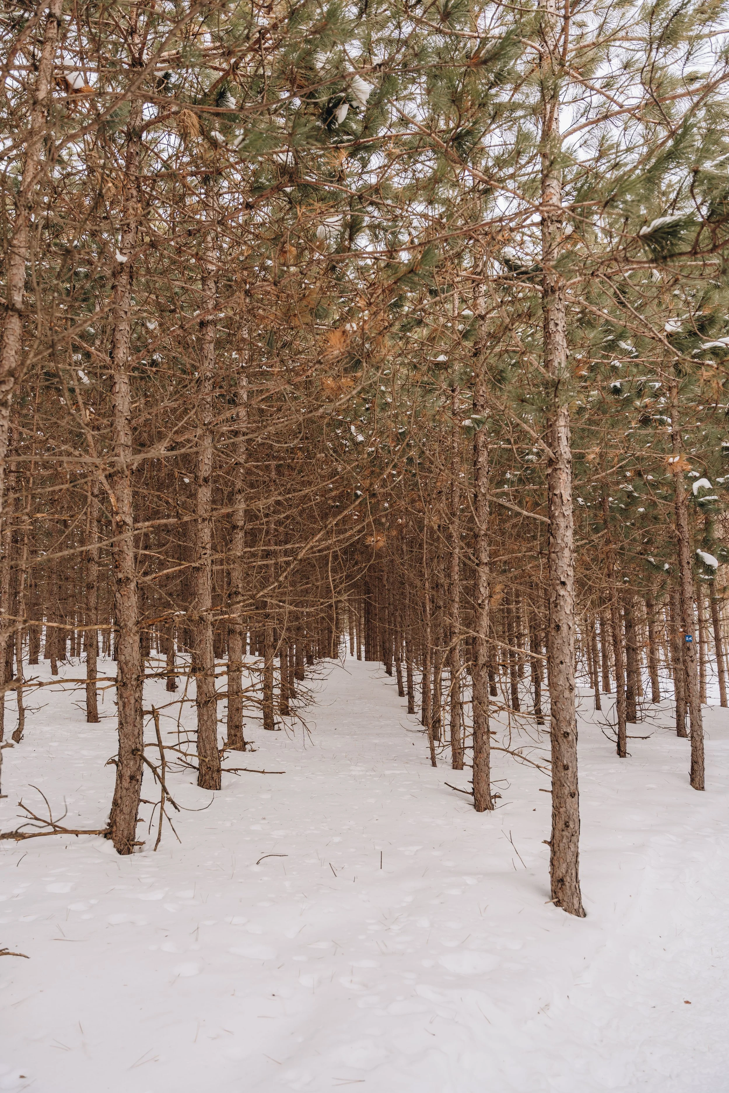 ULM_refuge_onvasepromener 95.jpg