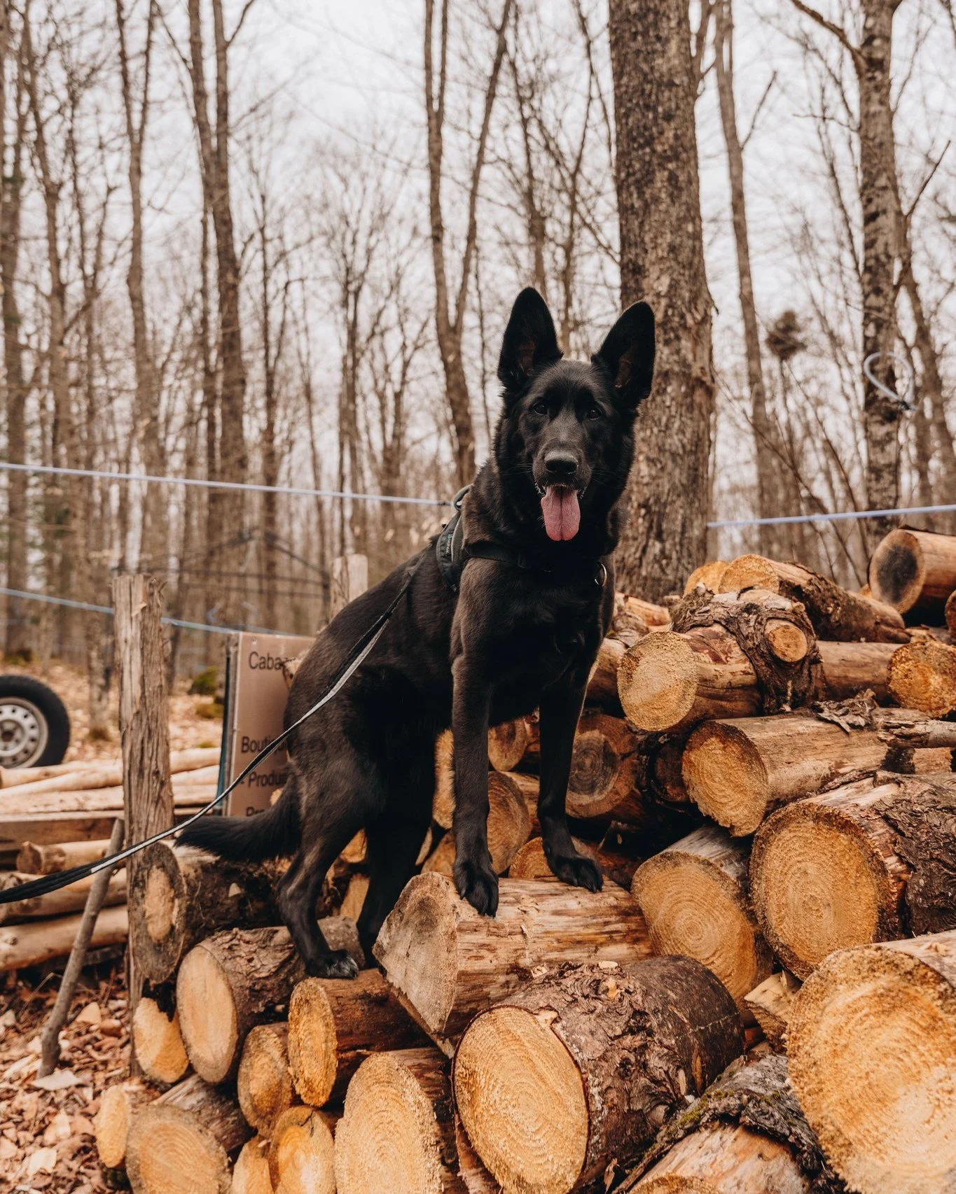 4 façons de profiter du temps des sucres avec son chien au Québec