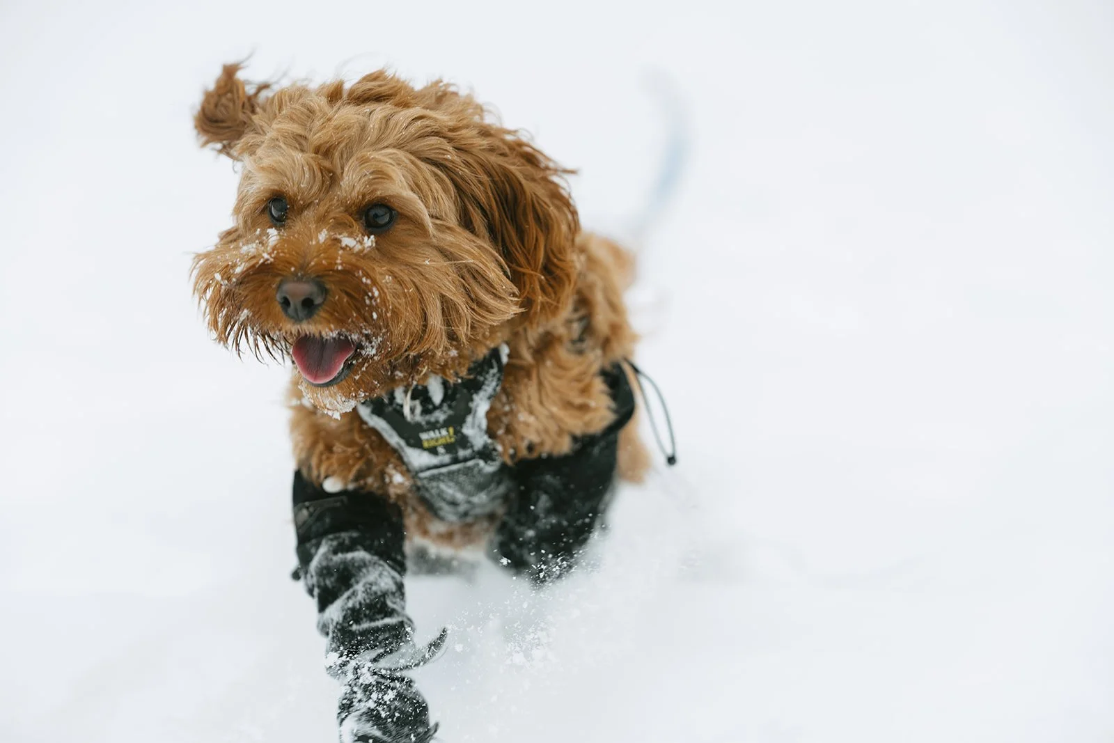 Montagne verte-20.jpg