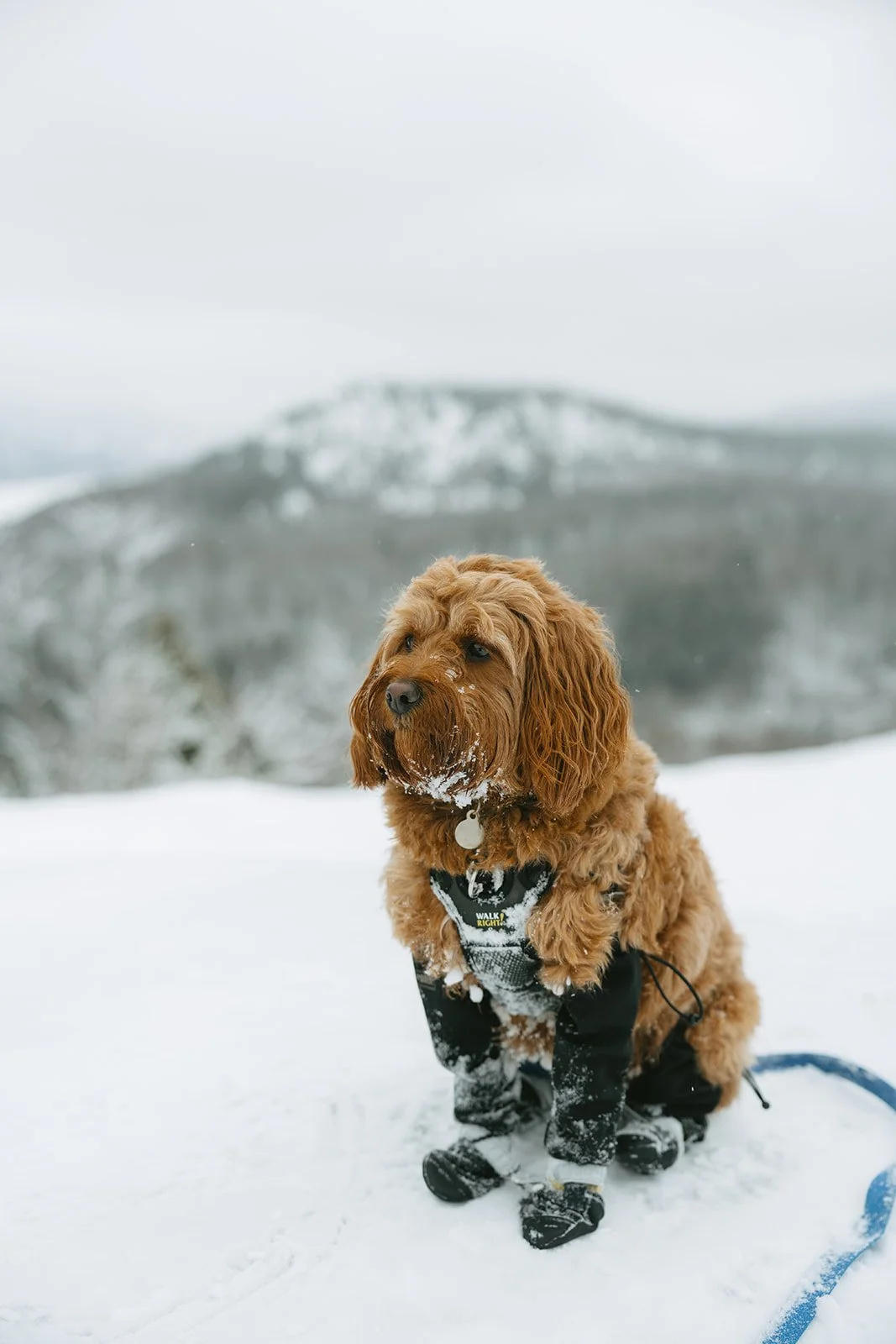 Montagne verte-27.jpg