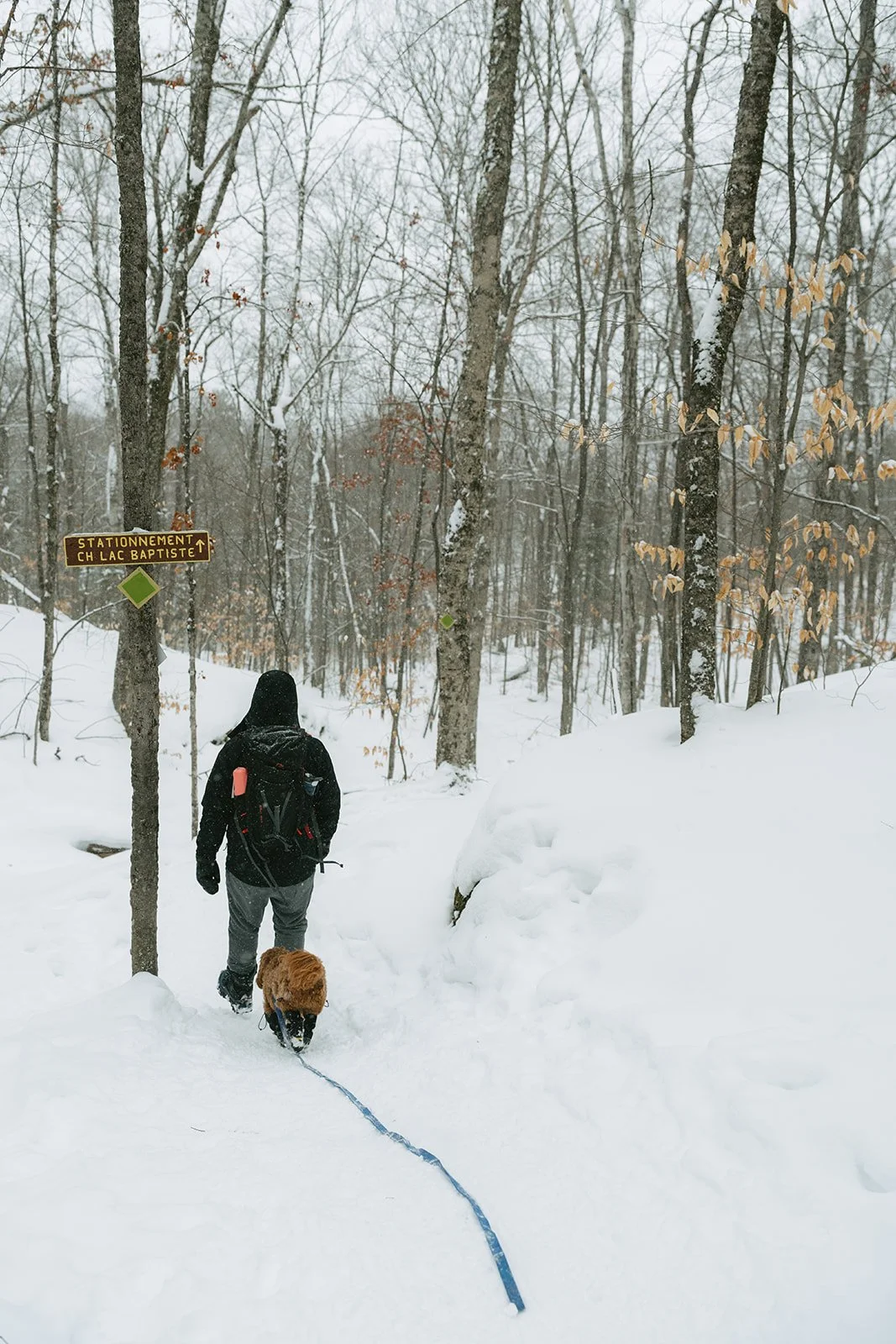 Montagne verte-48.jpg