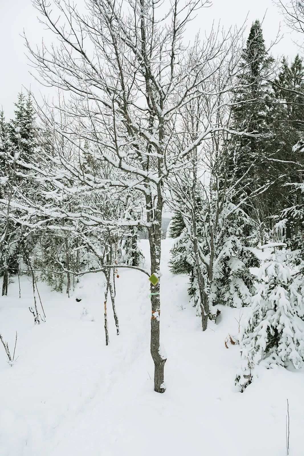 Montagne verte-10.jpg