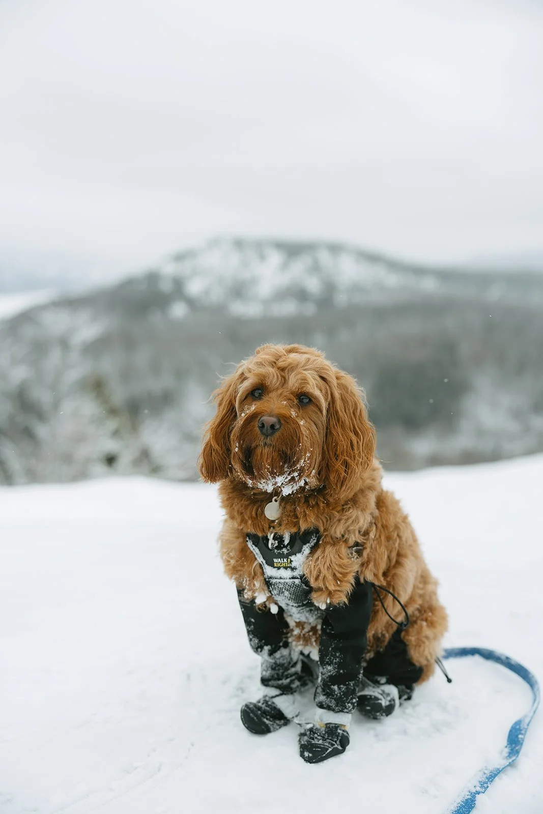 Montagne verte-28.jpg