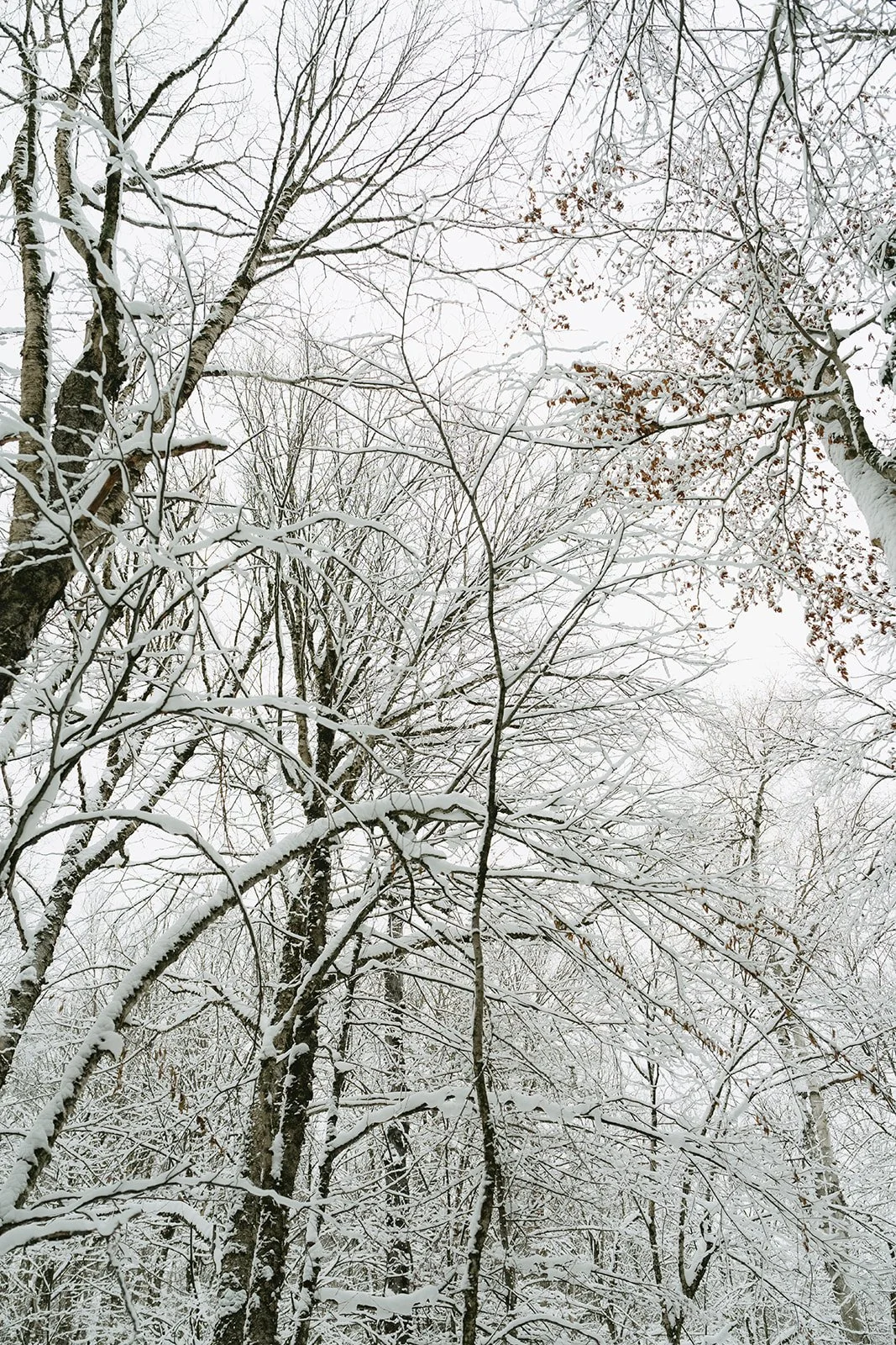 Montagne verte-6.jpg