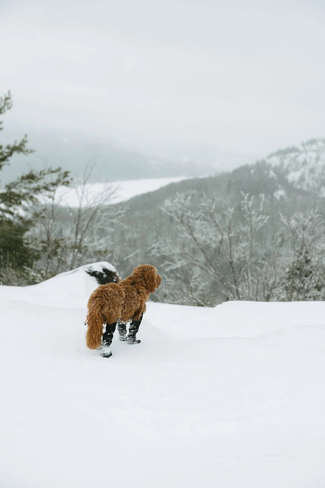 Montagne verte-38.jpg