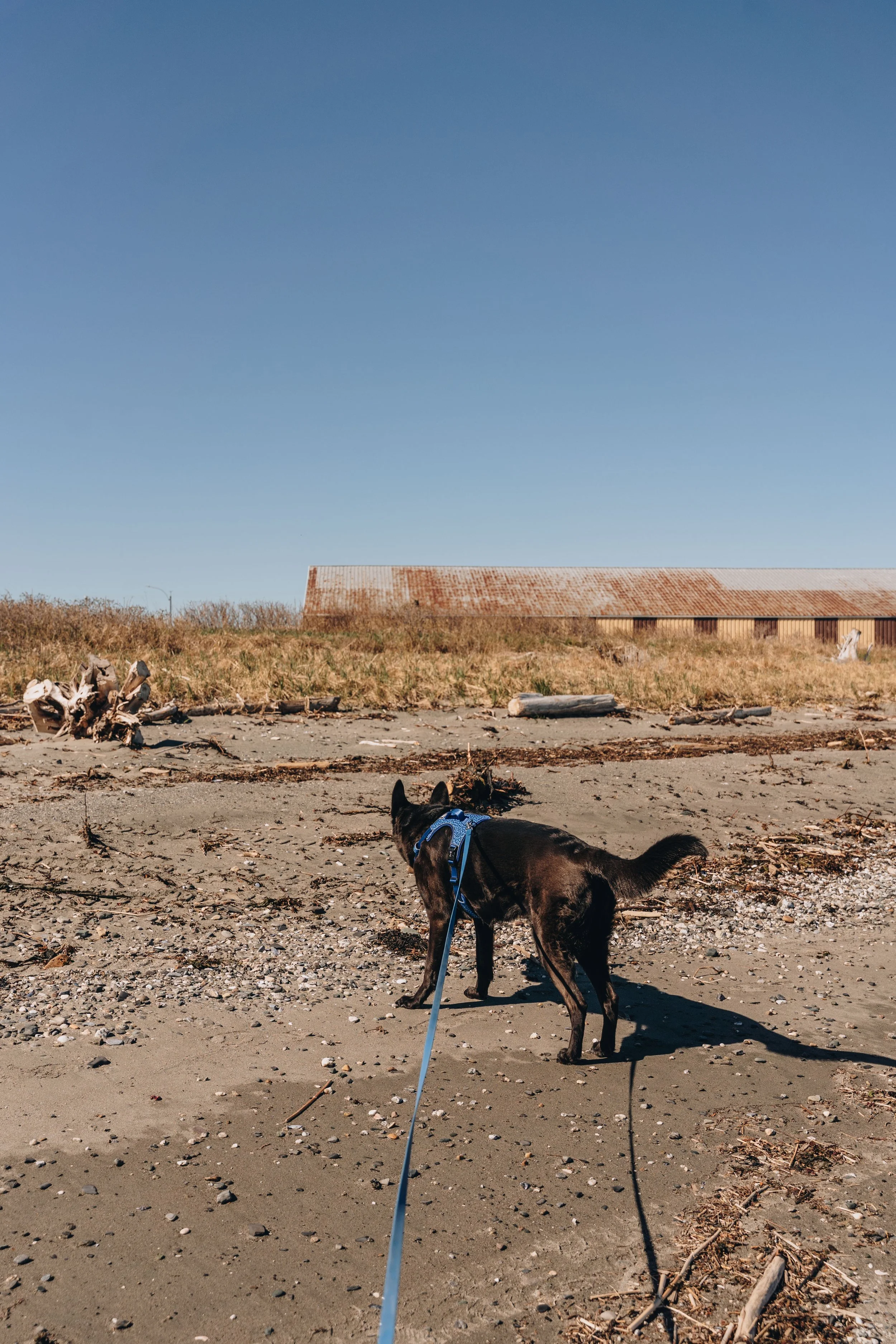 6Centre sportif Claude Jourdain chien plage gaspésie.jpg