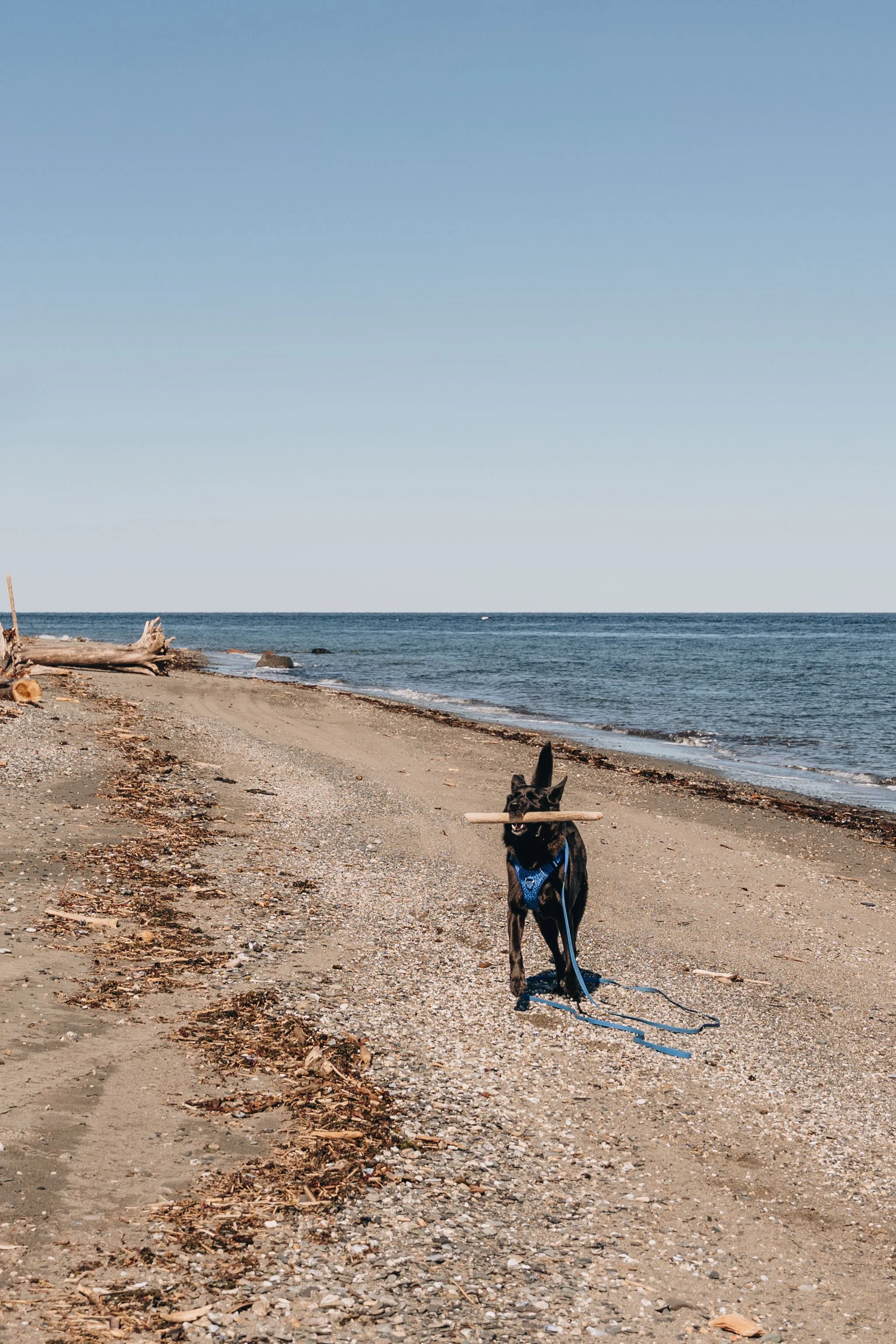 8Centre sportif Claude Jourdain chien plage gaspésie.jpg