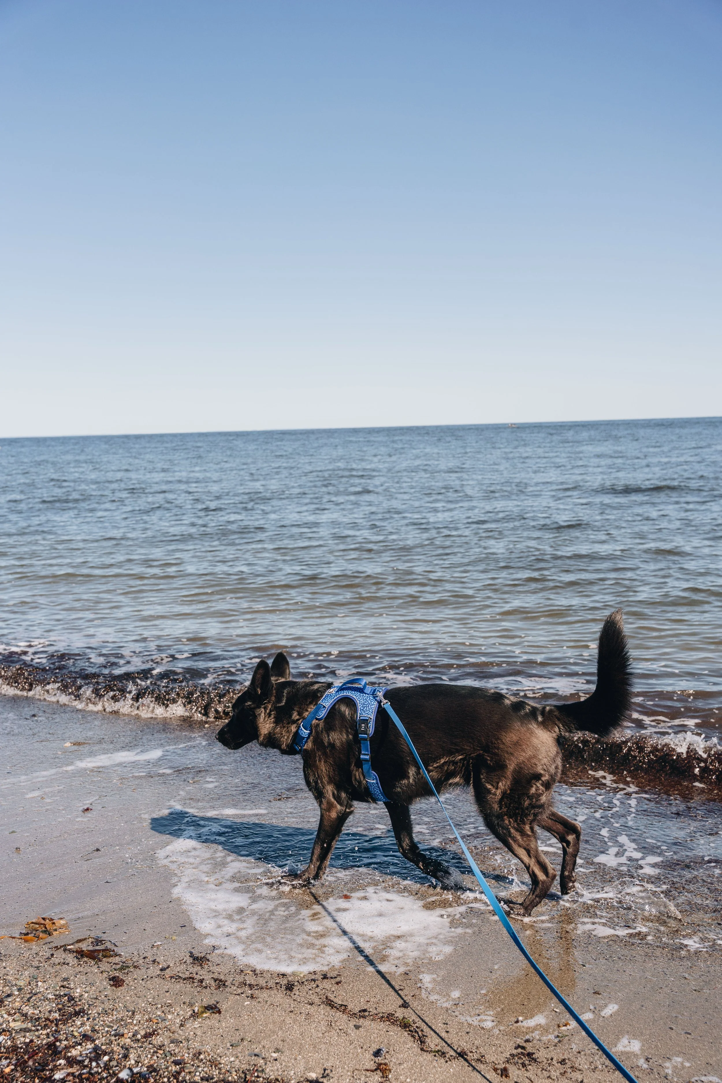 12Centre sportif Claude Jourdain chien plage gaspésie.jpg