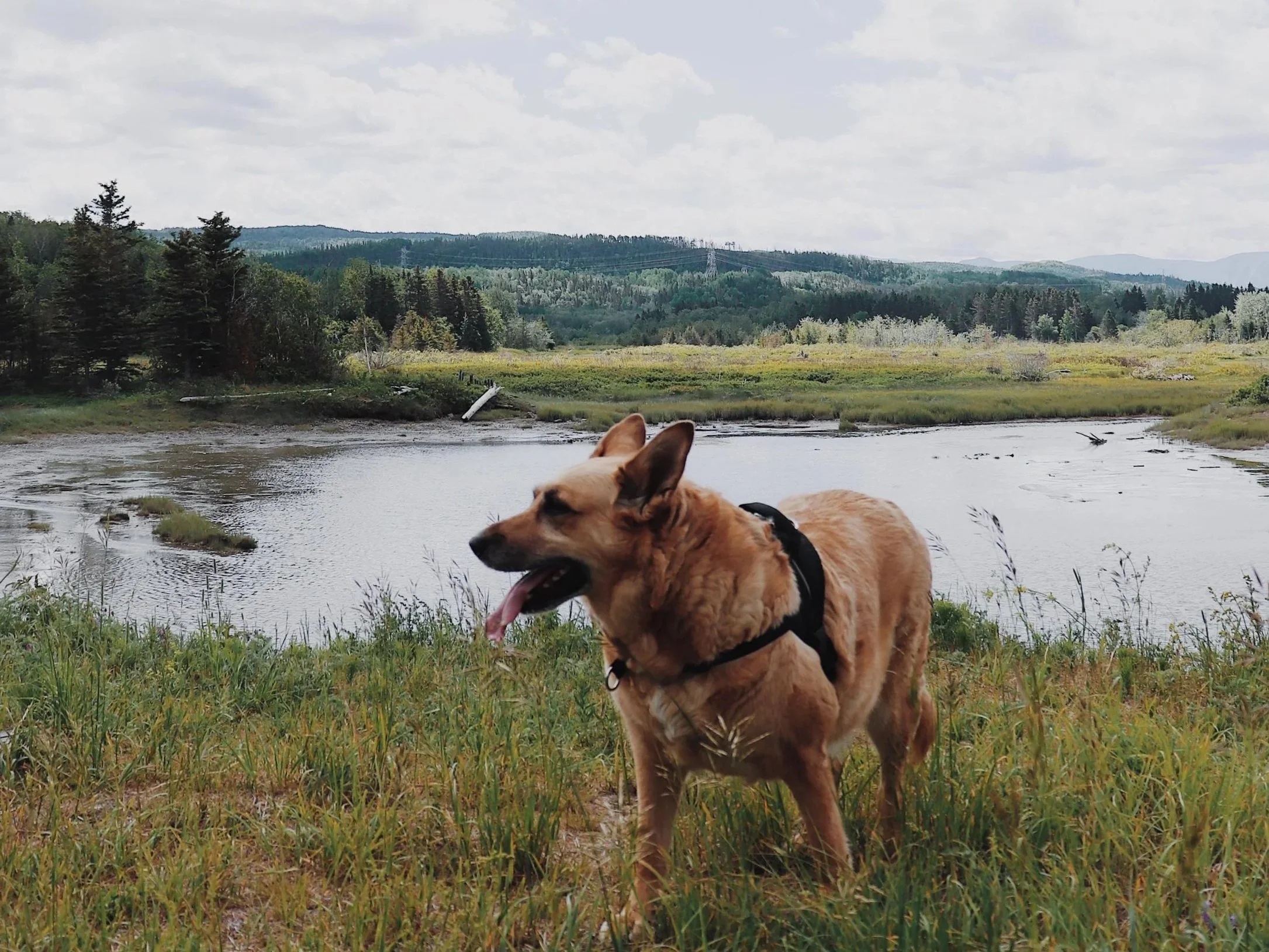 [Gaspésie, Cap-Chat] Sentiers de l'estuaire de Cap-Chat