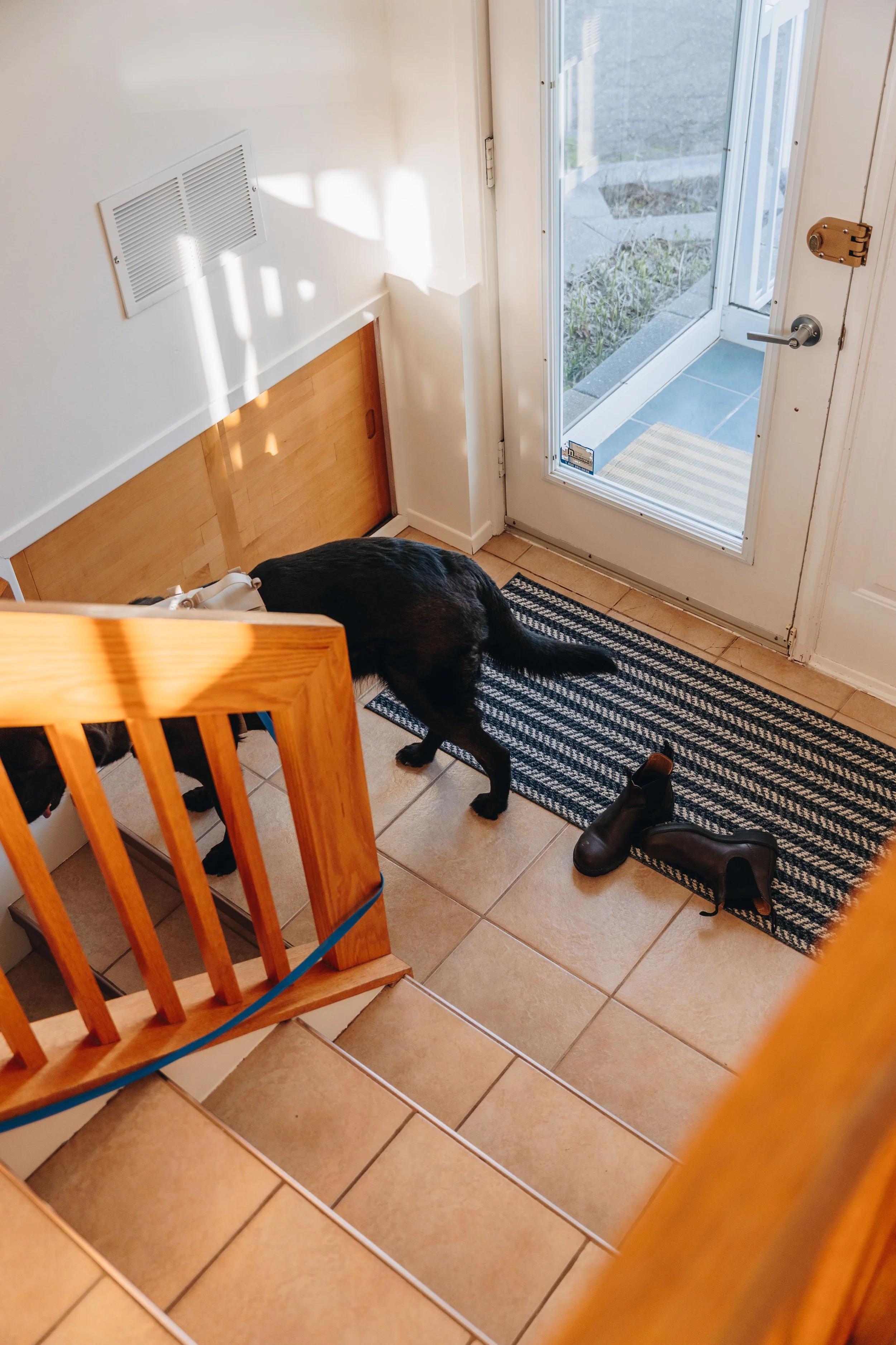 46navigateurs onvasepromener chien.jpg