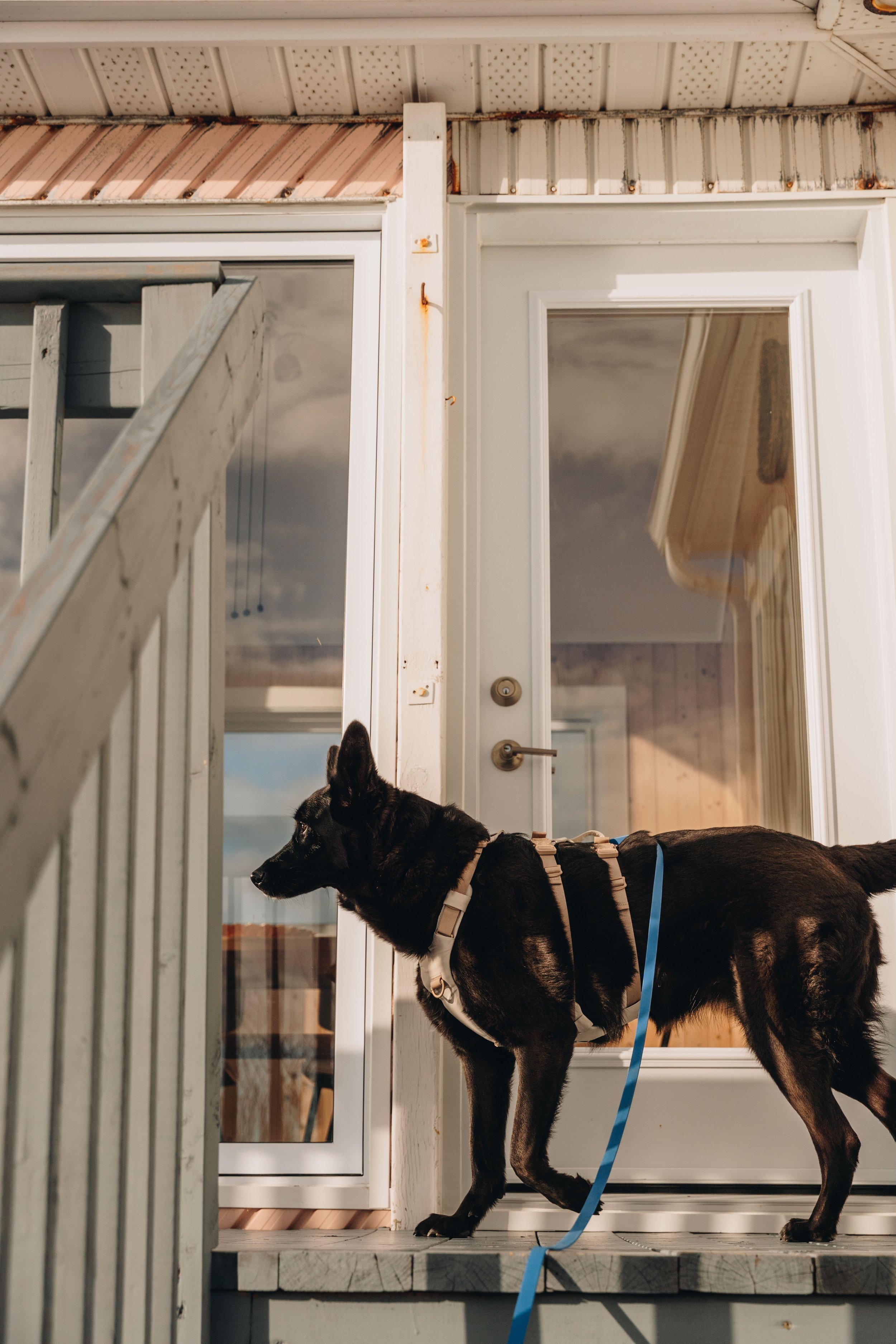 27navigateurs onvasepromener chien.jpg