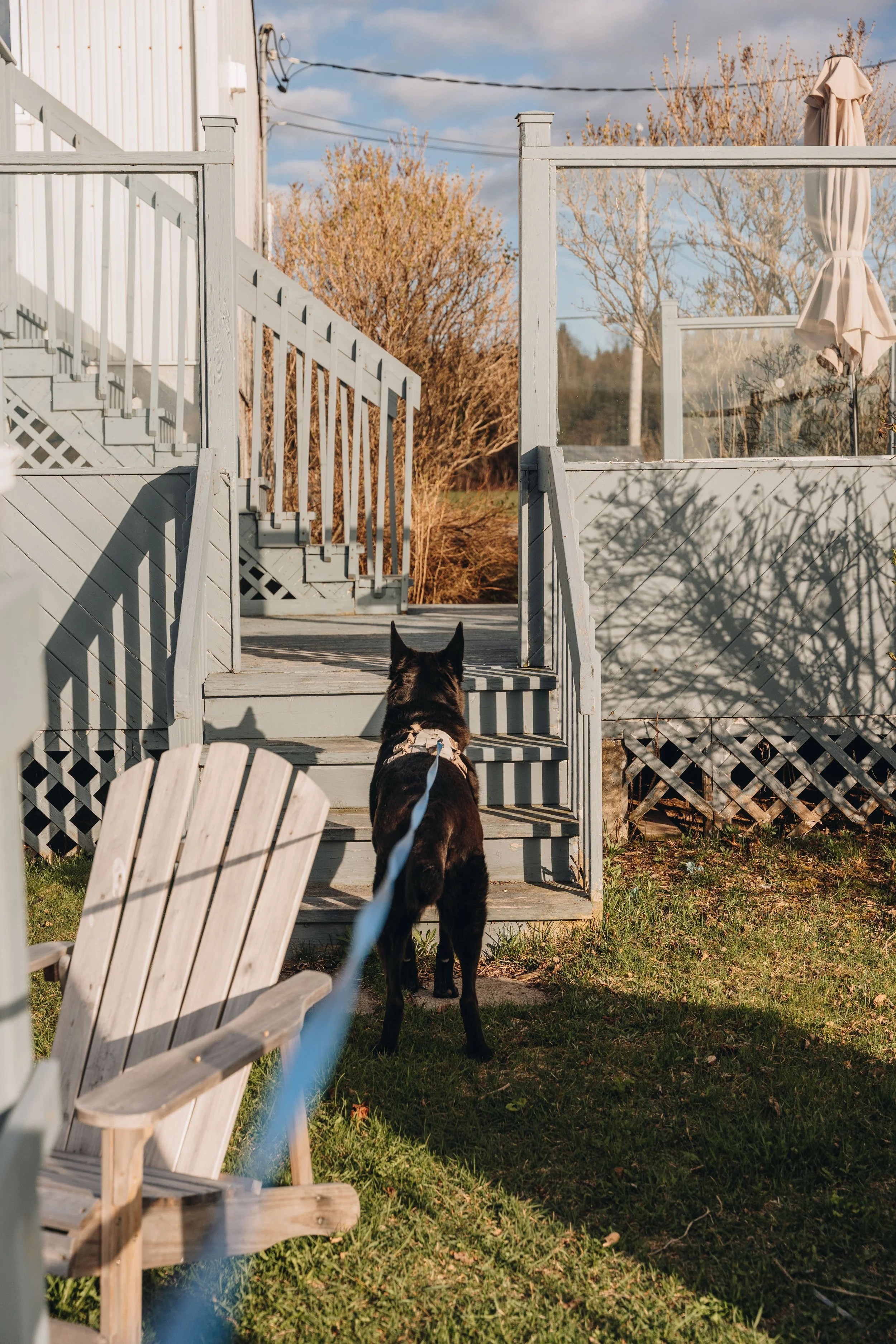 25navigateurs onvasepromener chien.jpg