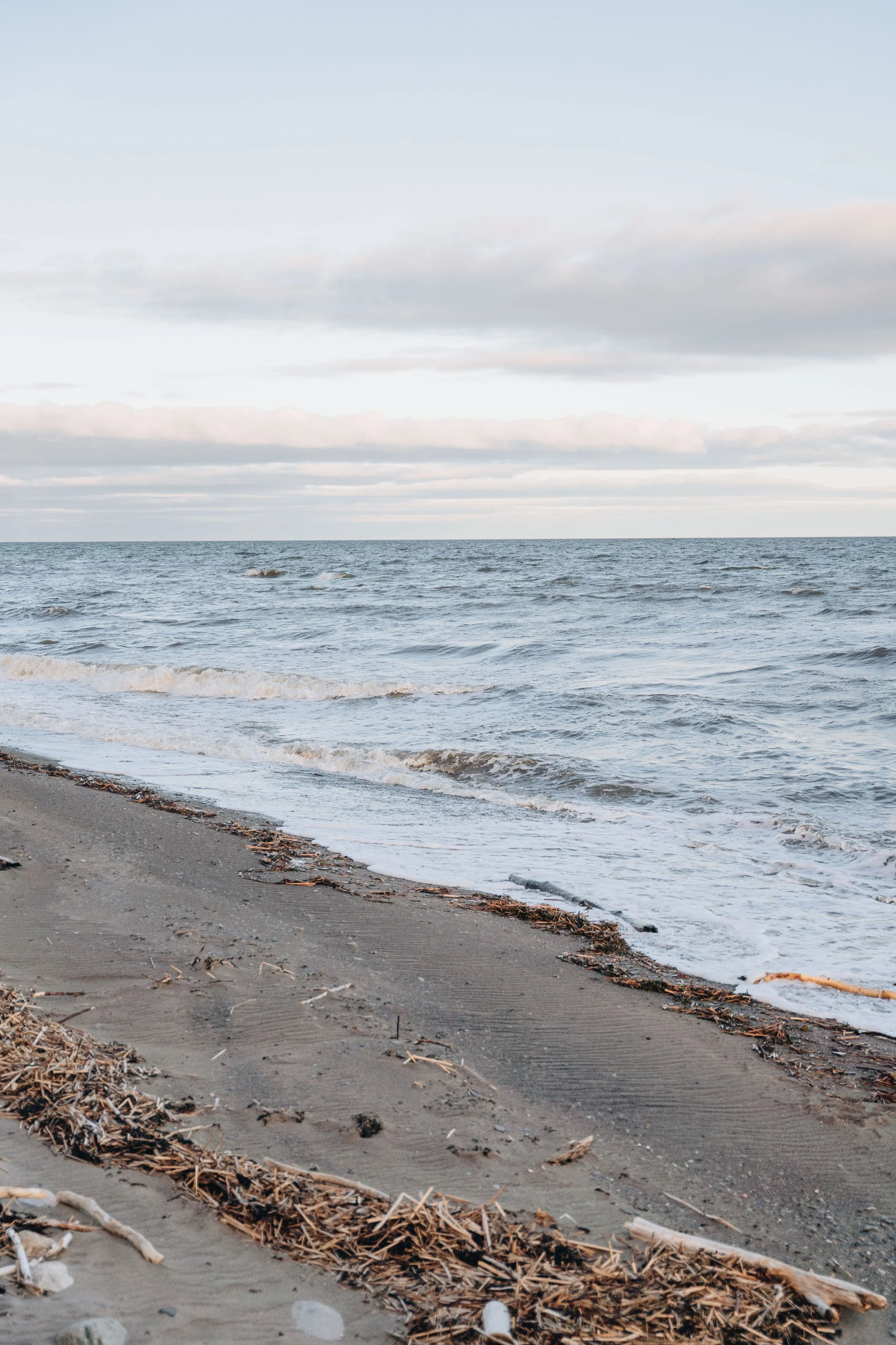 11navigateurs onvasepromener chien.jpg