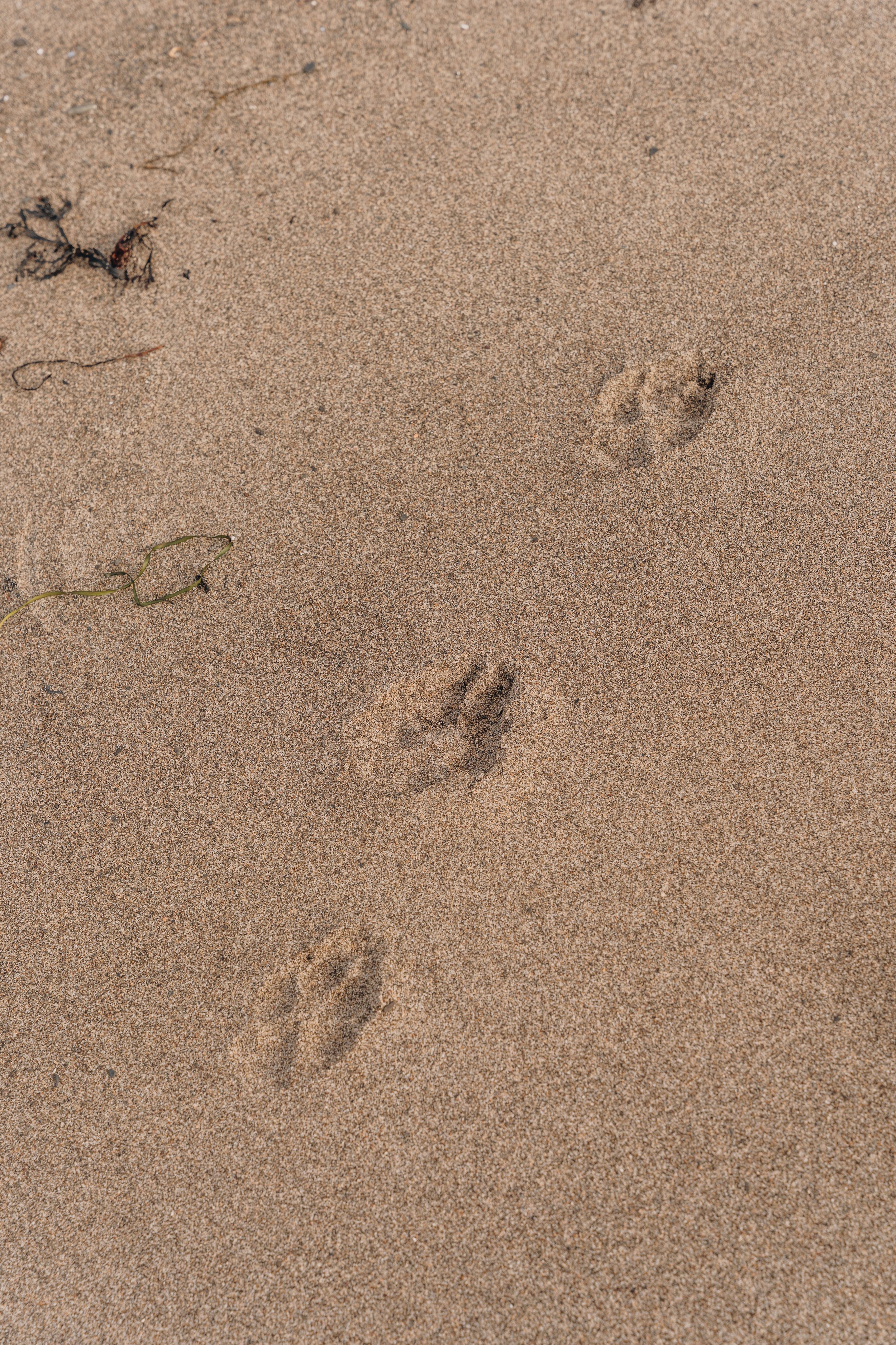 16navigateurs onvasepromener chien.jpg