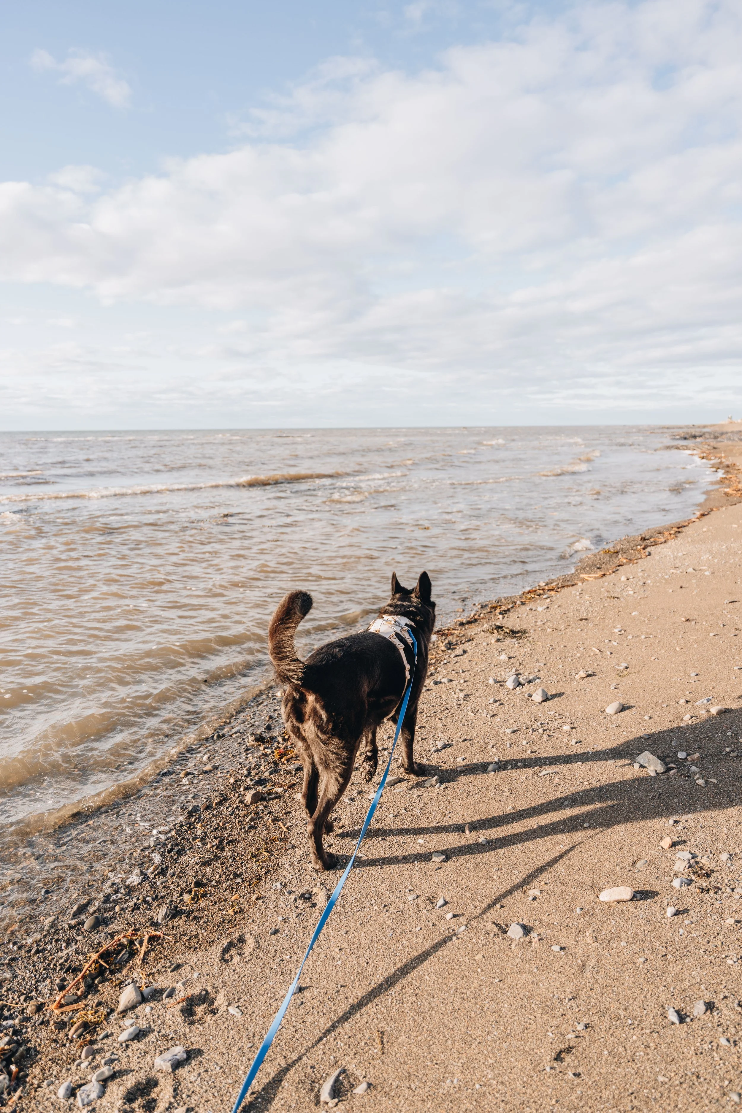 60navigateurs onvasepromener chien.jpg