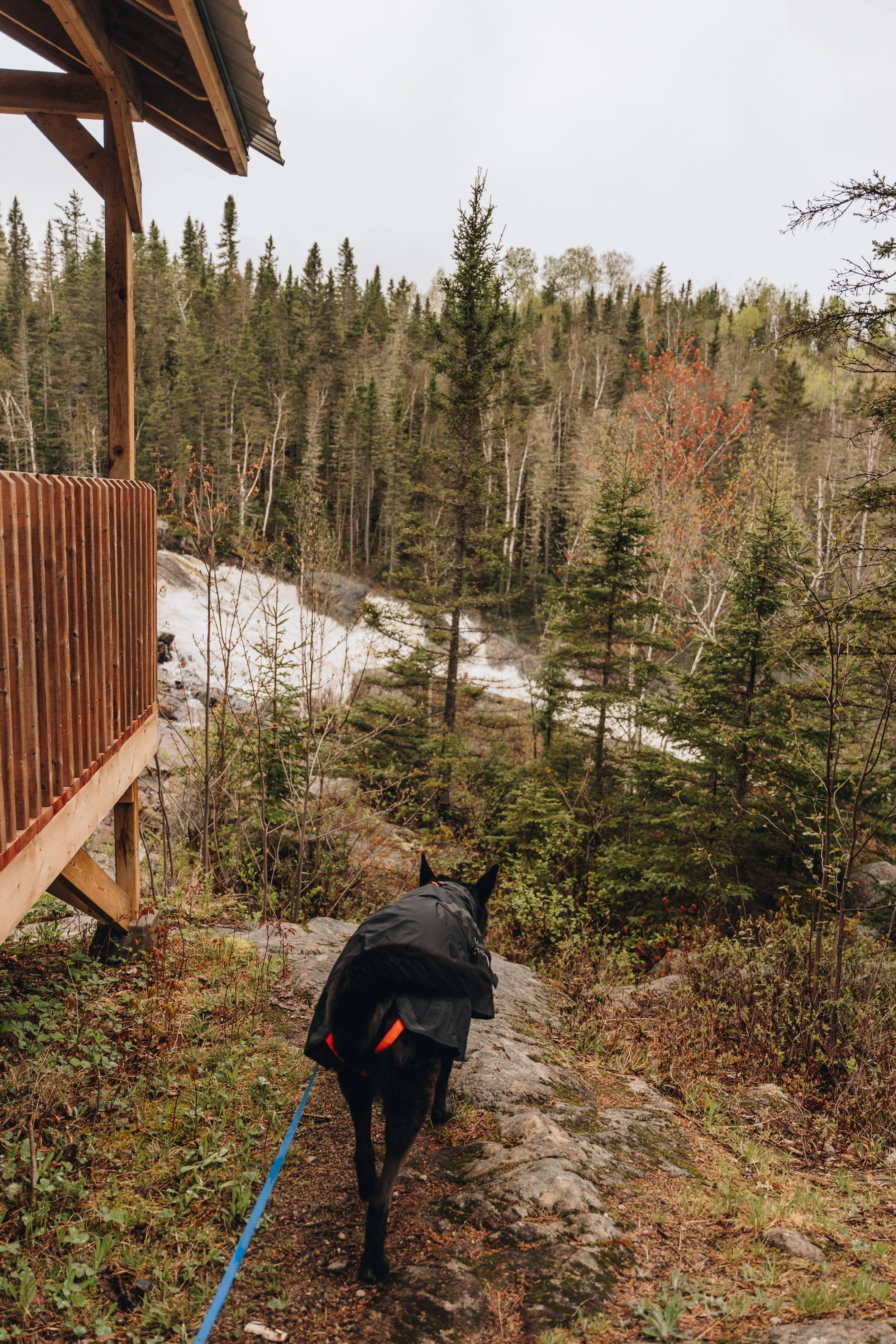 4chute a sagard onvasepromener chien sentier .jpg