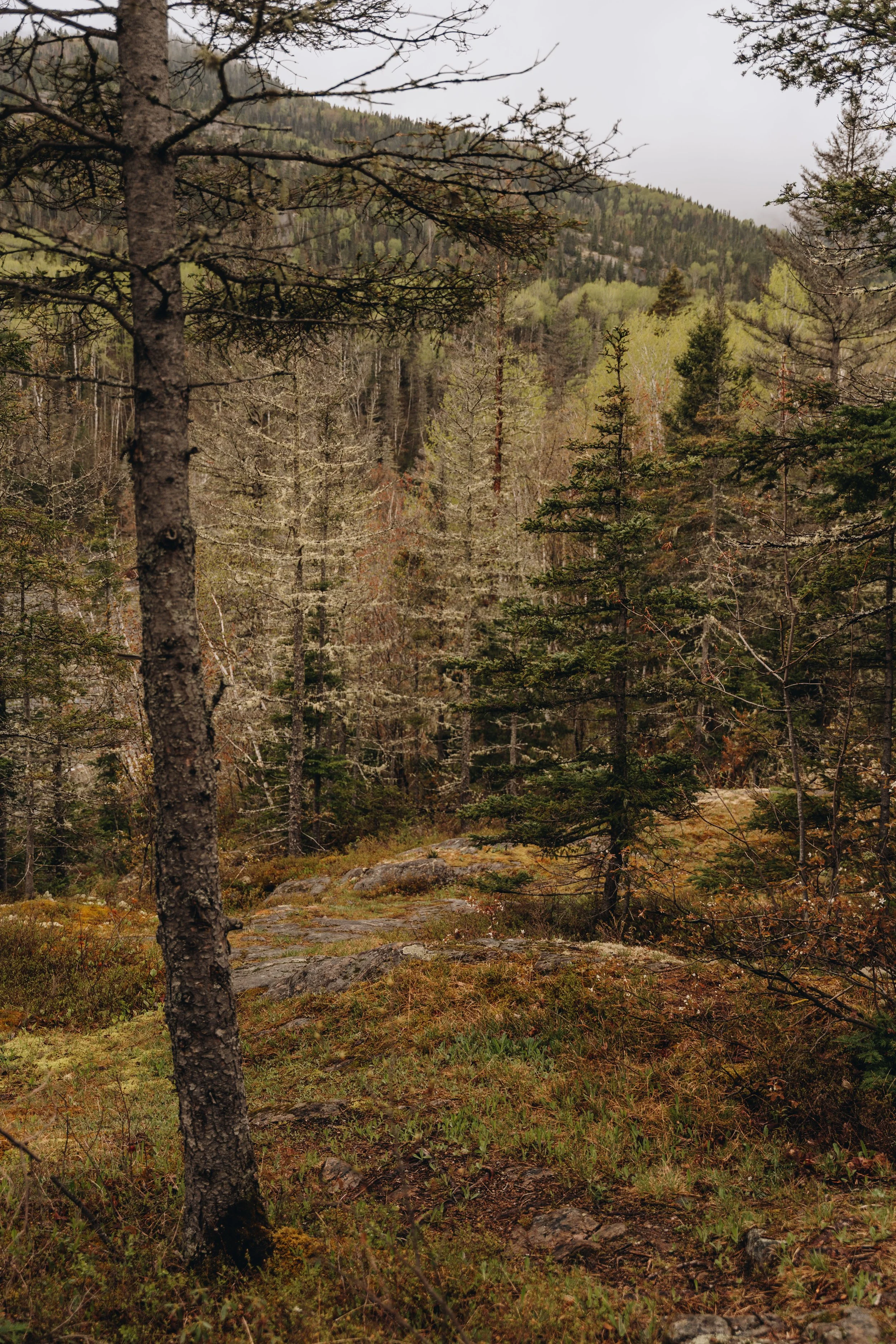9chute a sagard onvasepromener chien sentier .jpg