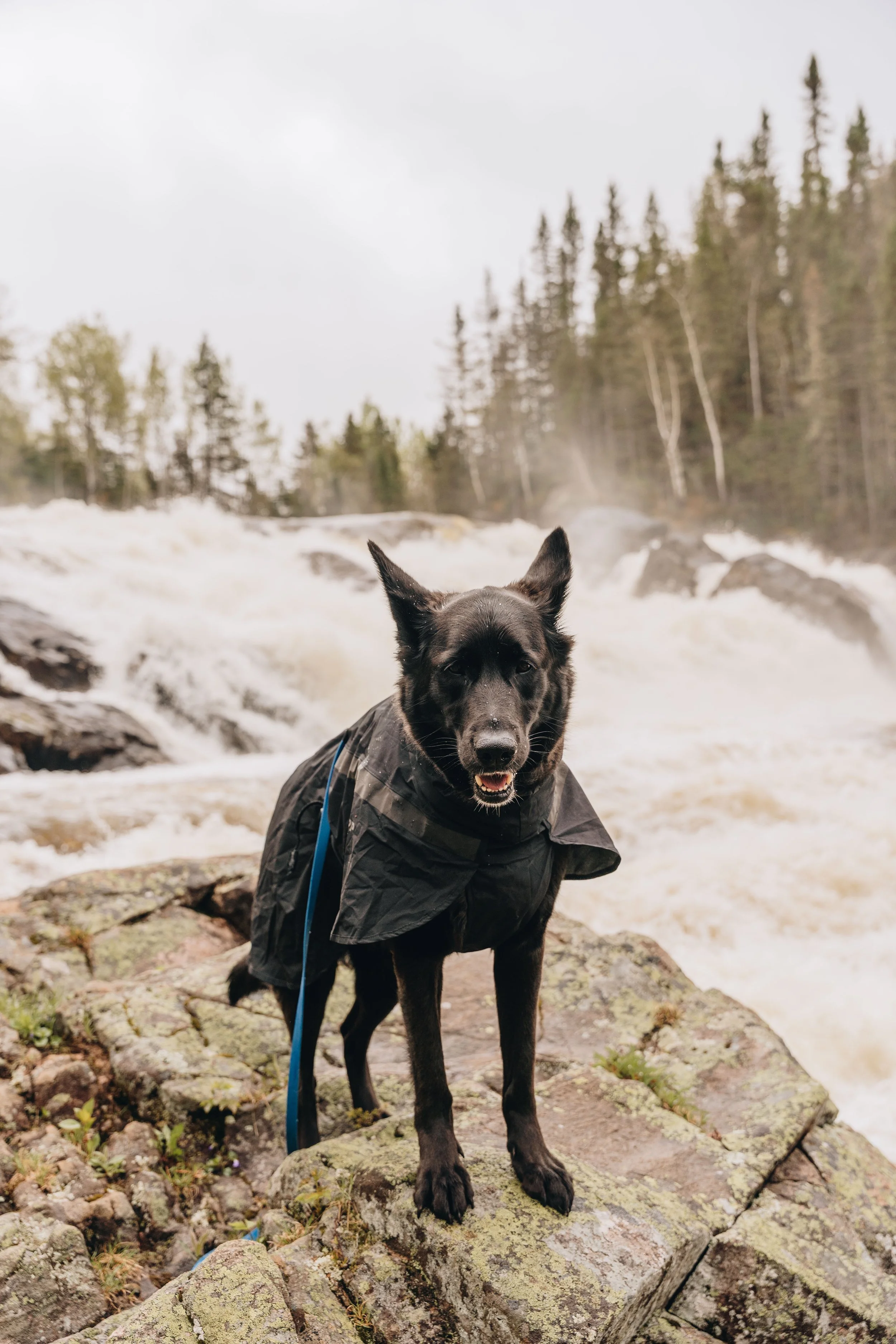 24chute a sagard onvasepromener chien sentier .jpg