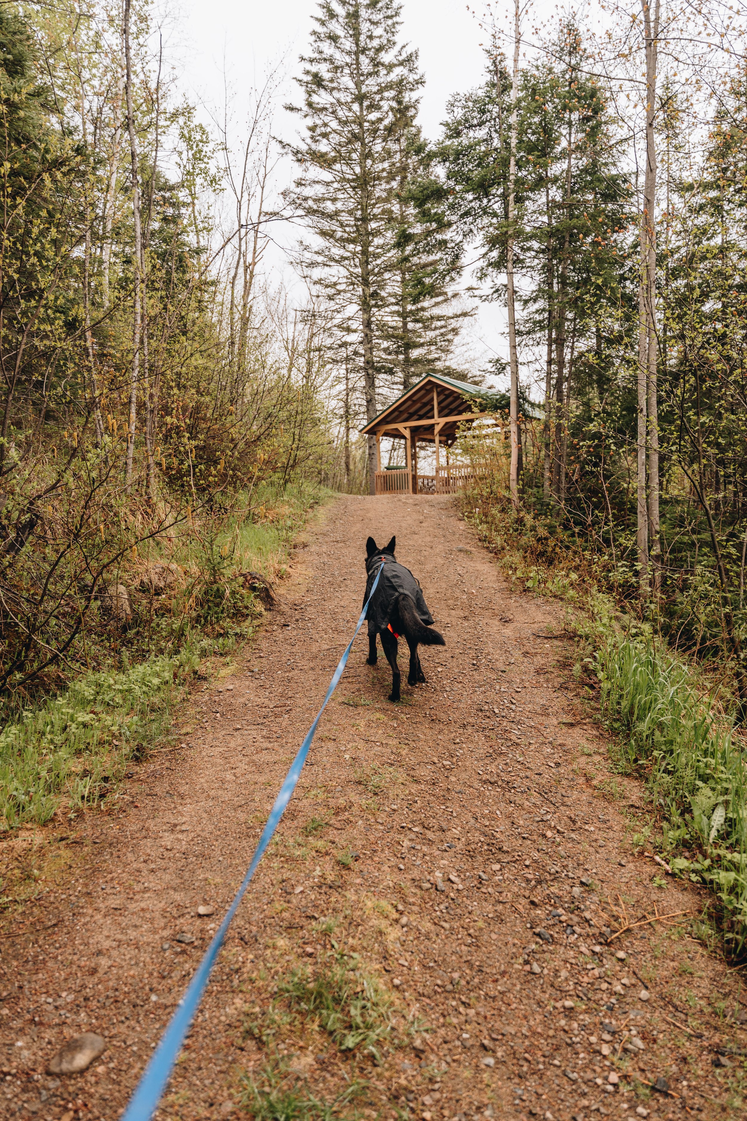 2chute a sagard onvasepromener chien sentier .jpg