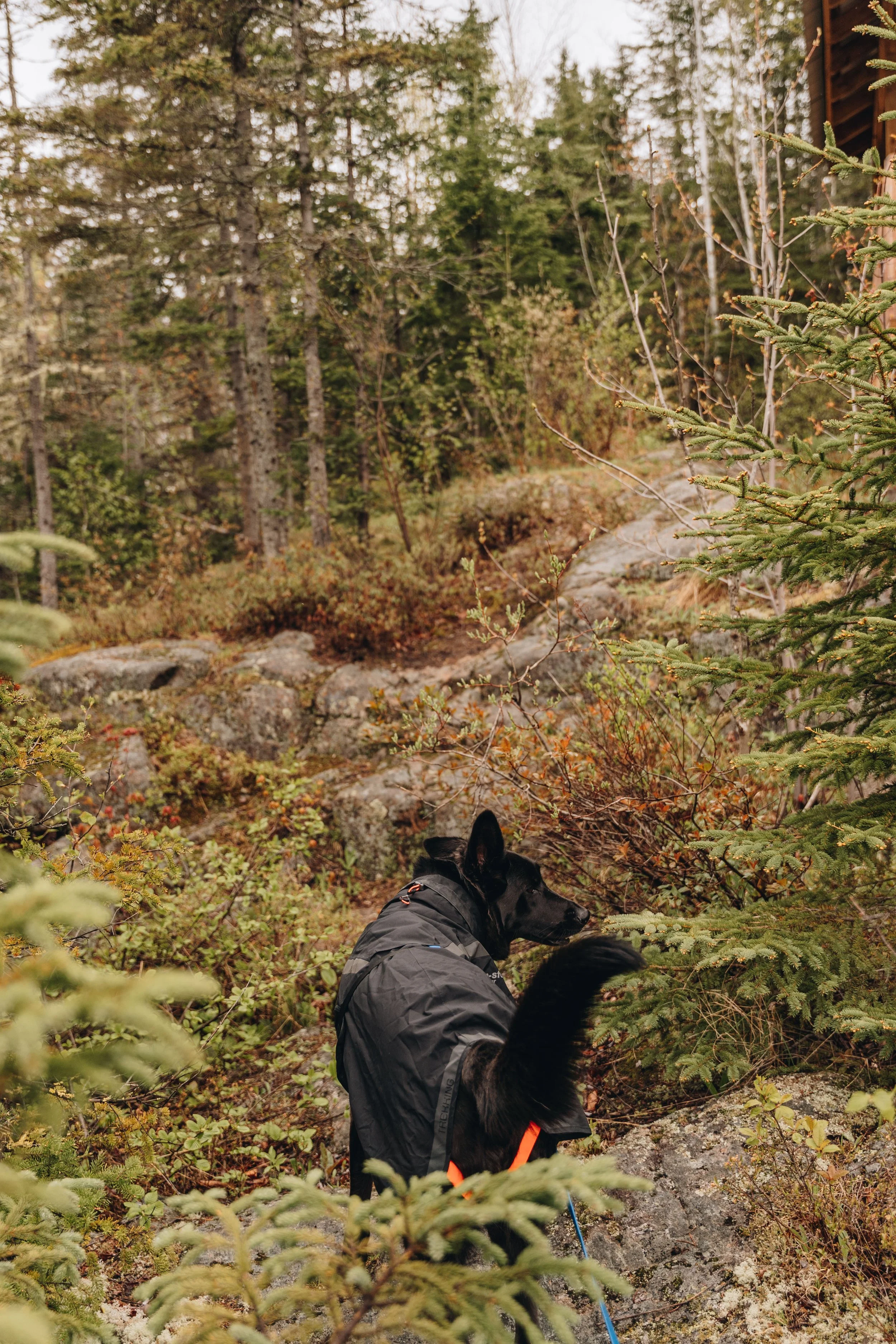 7chute a sagard onvasepromener chien sentier .jpg