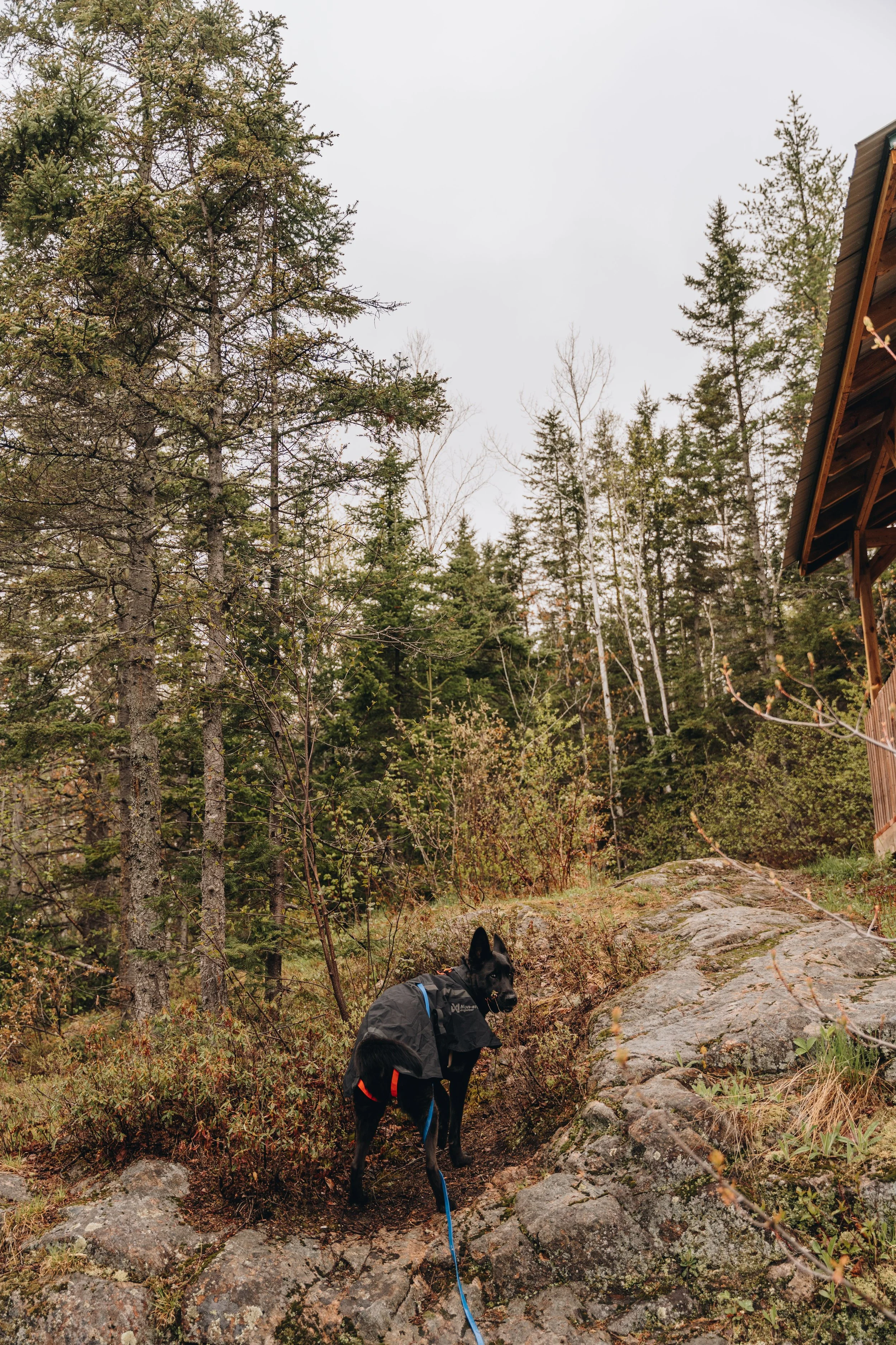 8chute a sagard onvasepromener chien sentier .jpg