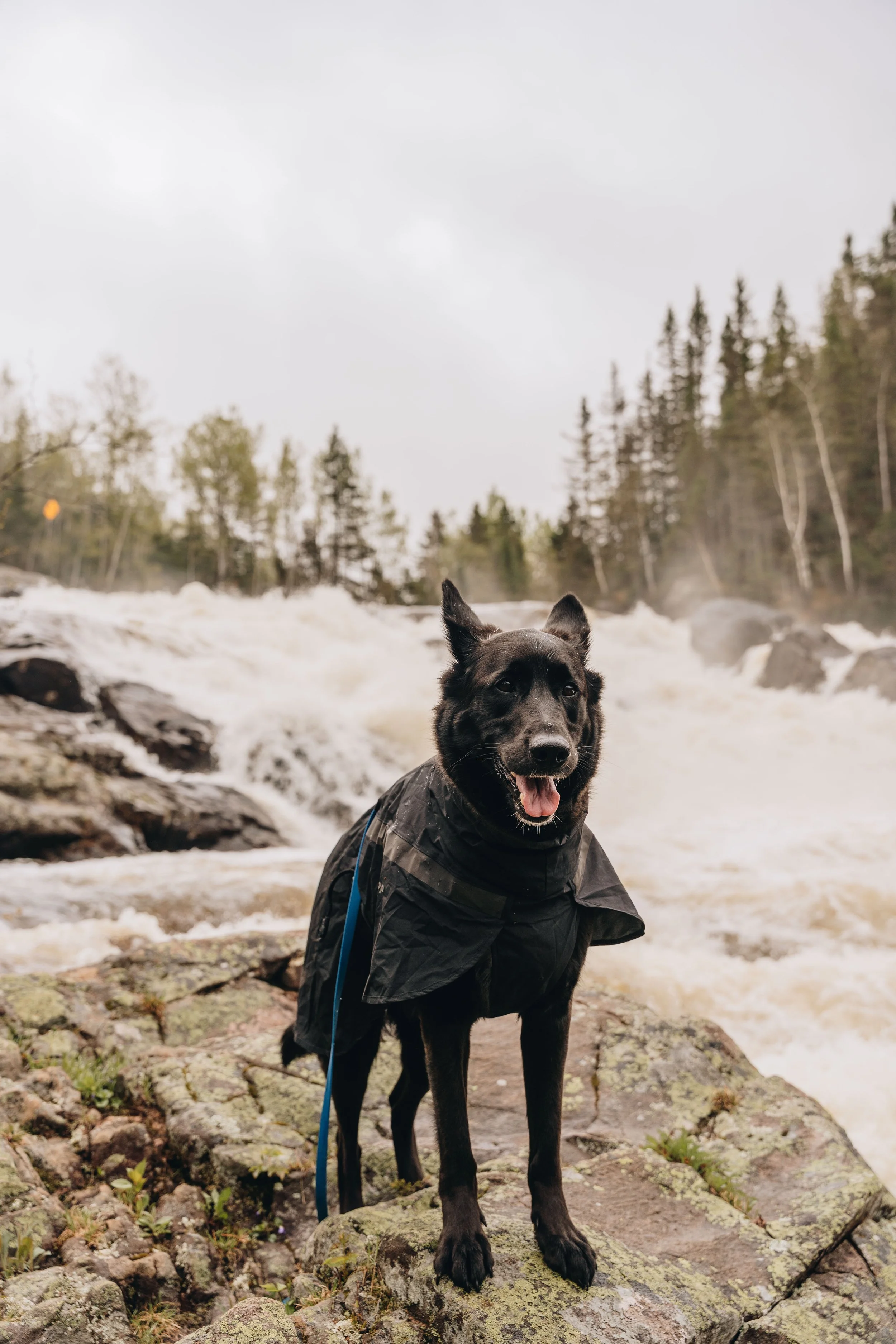 22chute a sagard onvasepromener chien sentier .jpg