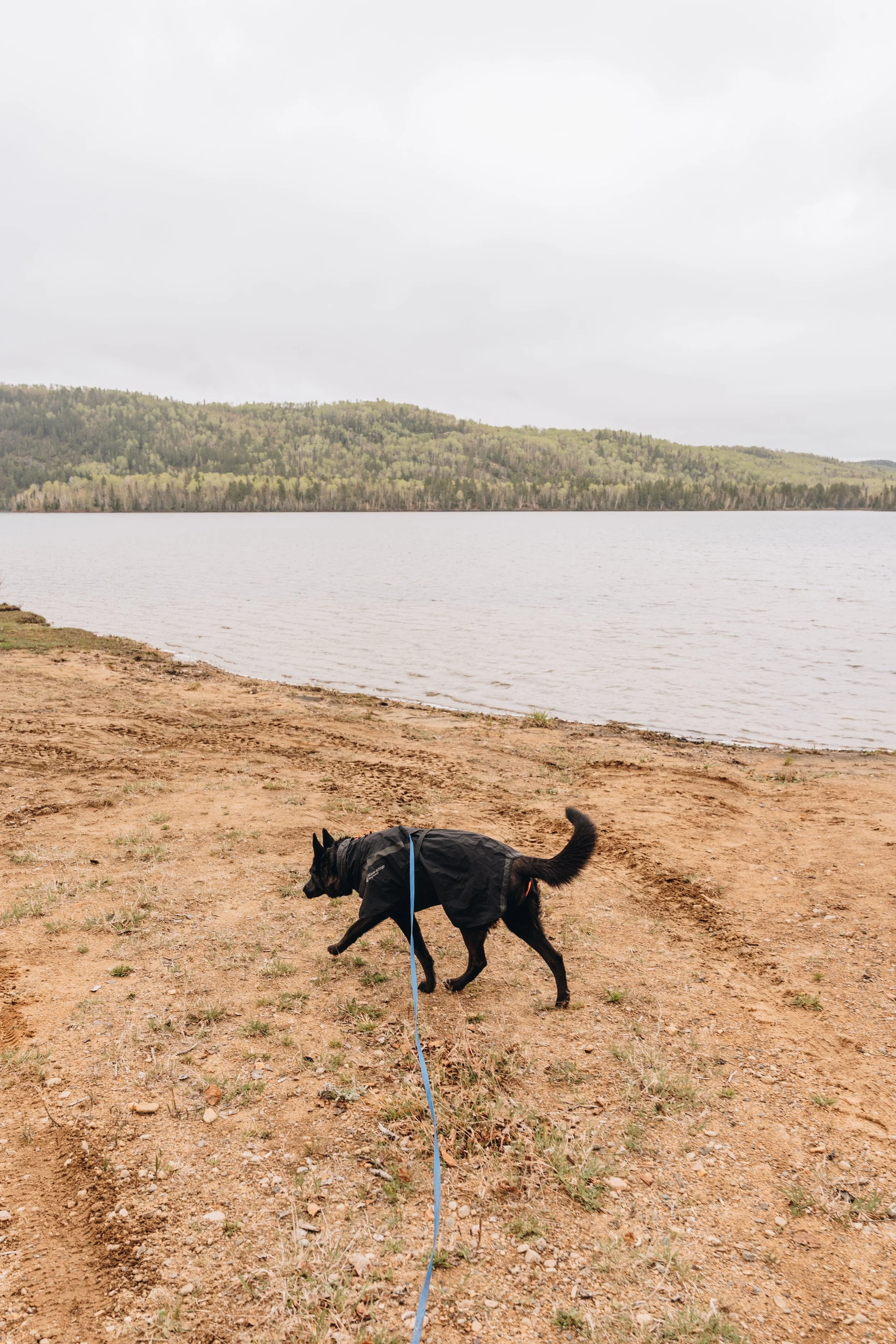 3Plage du Lac Deschênes chien onvasepromener.jpg
