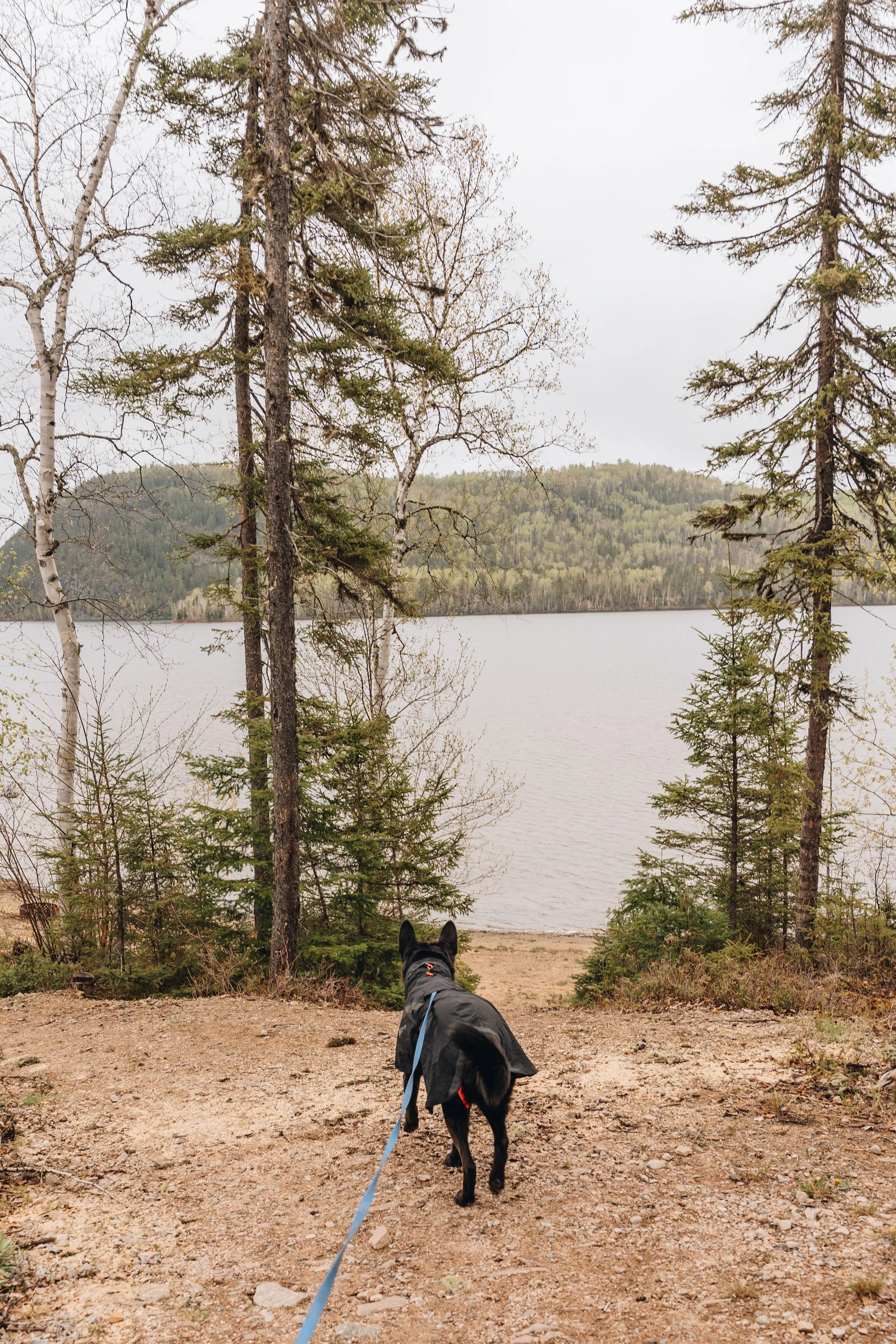 2Plage du Lac Deschênes chien onvasepromener.jpg