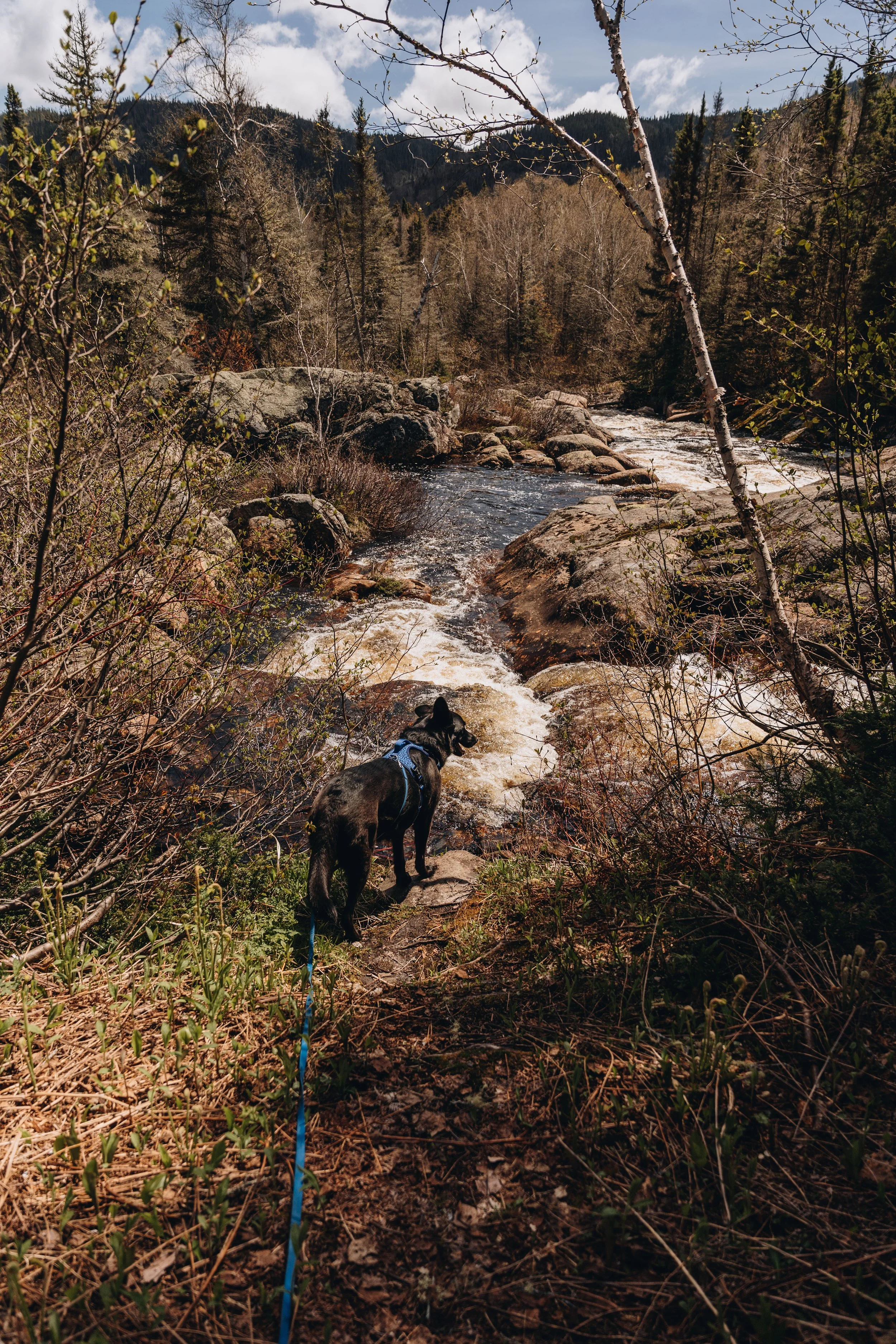 3zec anse saint jean onvasepromener chien .jpg