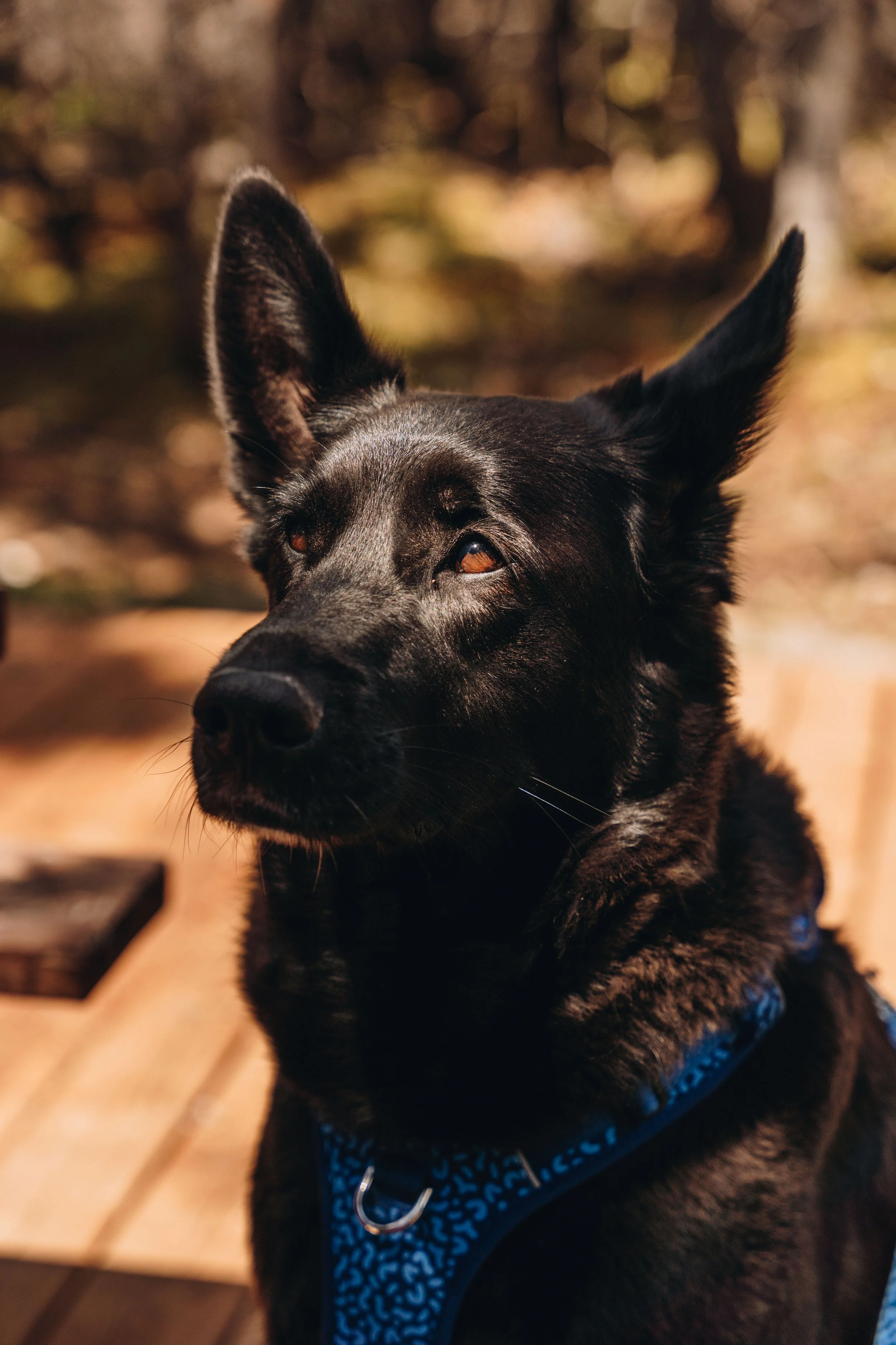 24zec anse saint jean onvasepromener chien .jpg