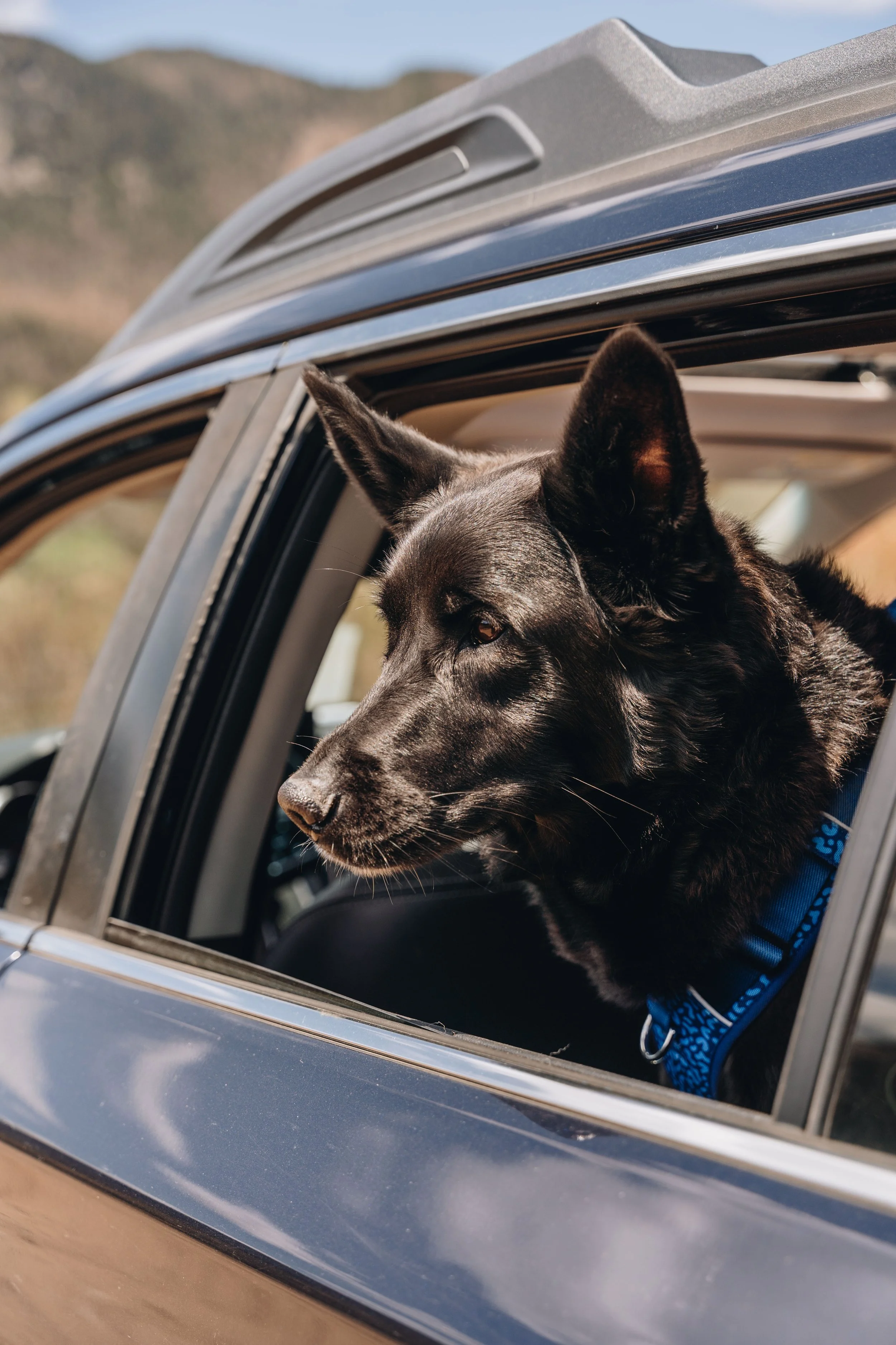 15zec anse saint jean onvasepromener chien .jpg