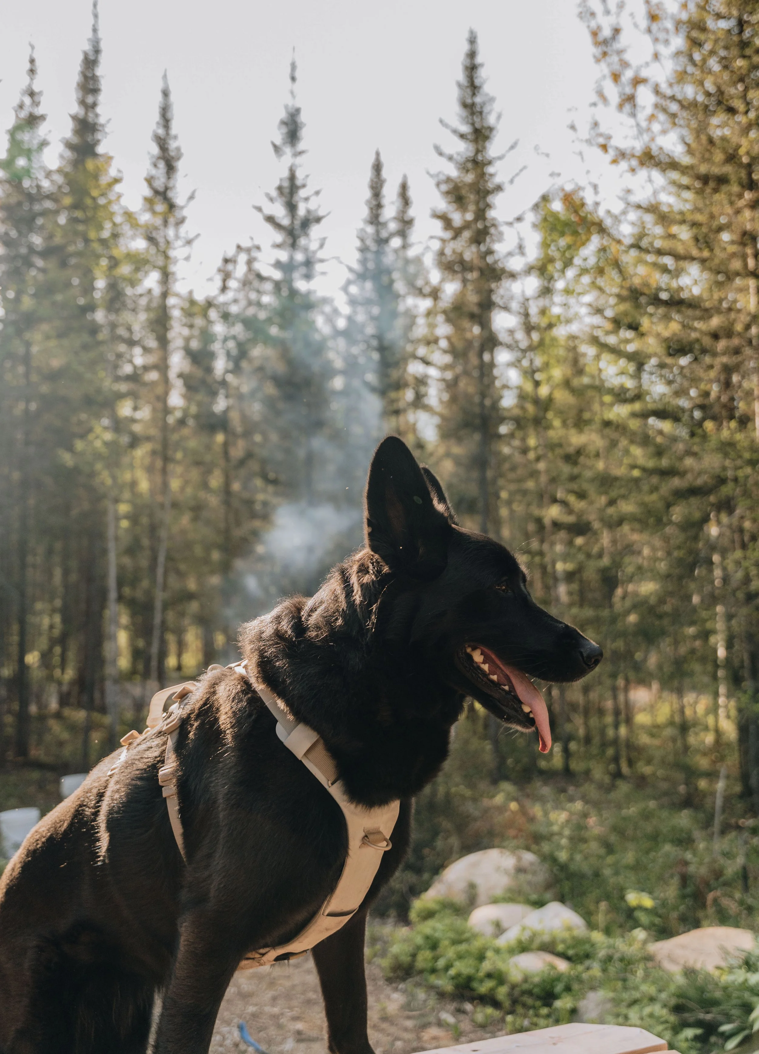 55daco hébergement charlevoix chien onvasepromener .jpg