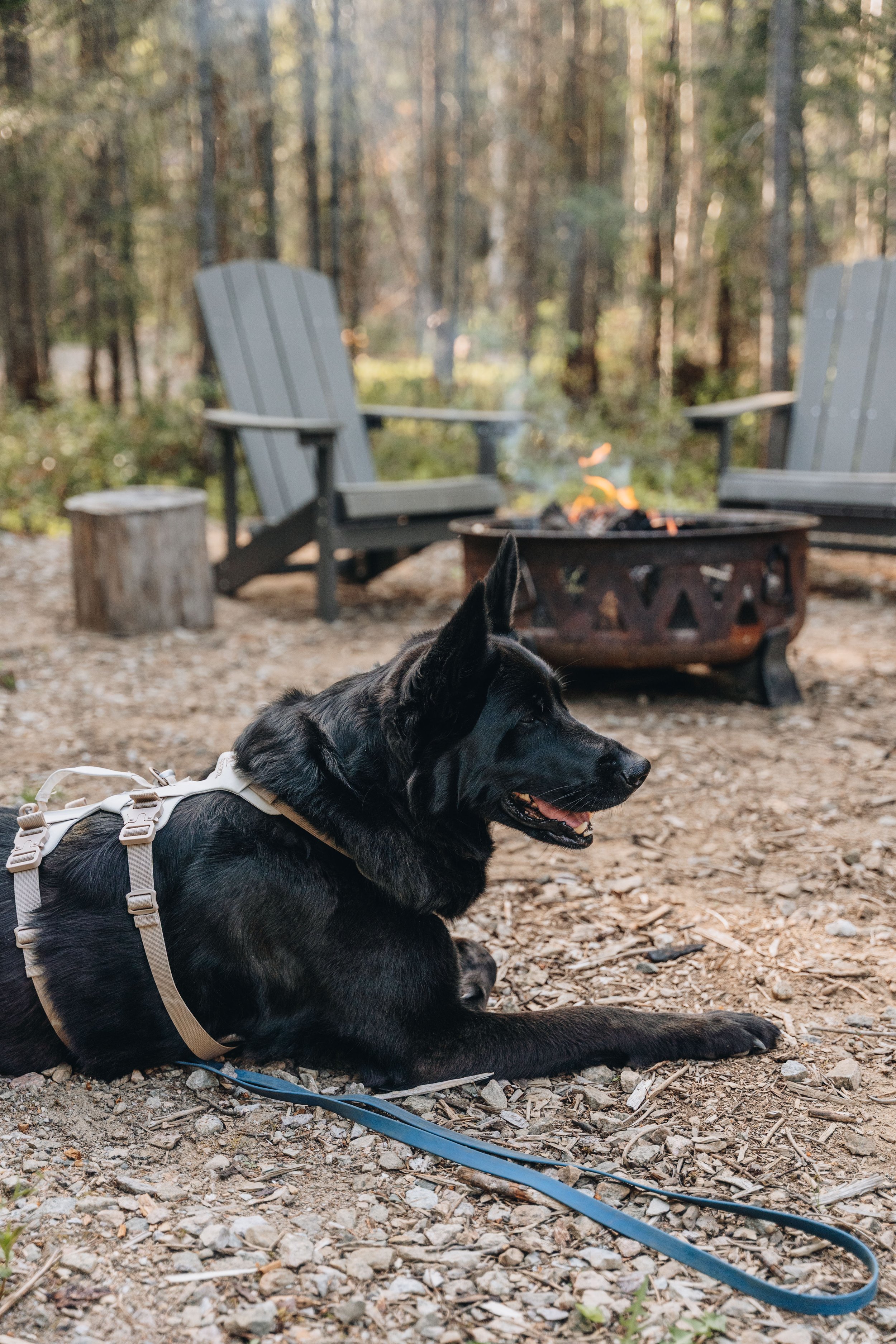67daco hébergement charlevoix chien onvasepromener .jpg