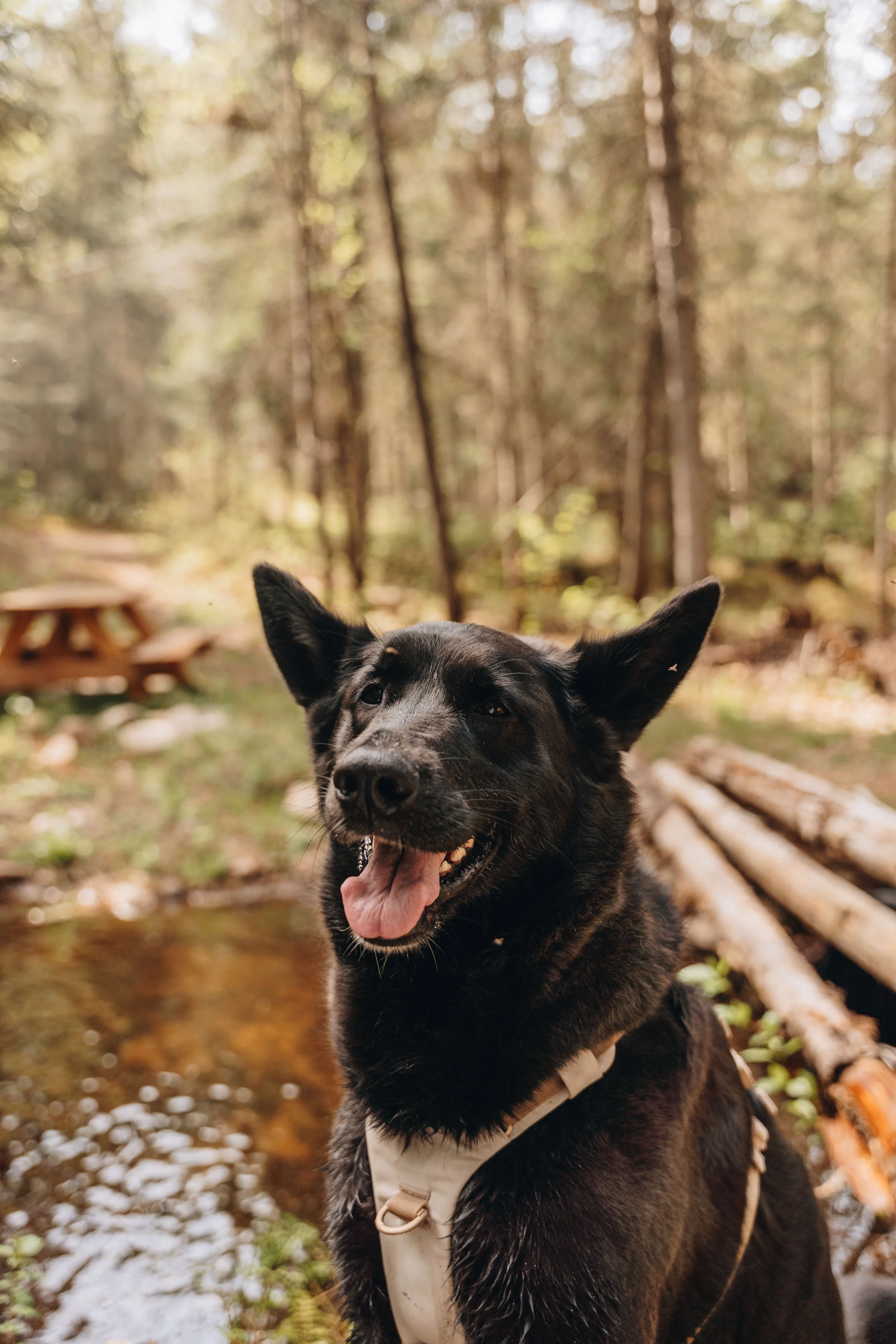27daco hébergement charlevoix chien onvasepromener .jpg