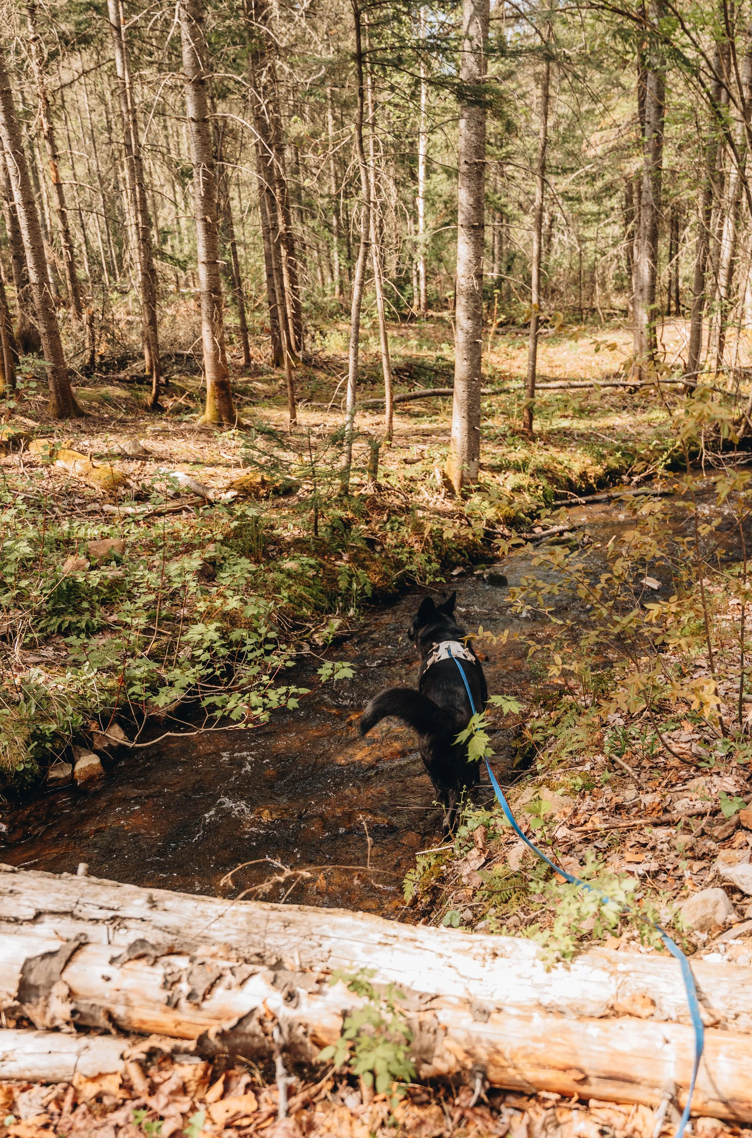 31daco hébergement charlevoix chien onvasepromener .jpg