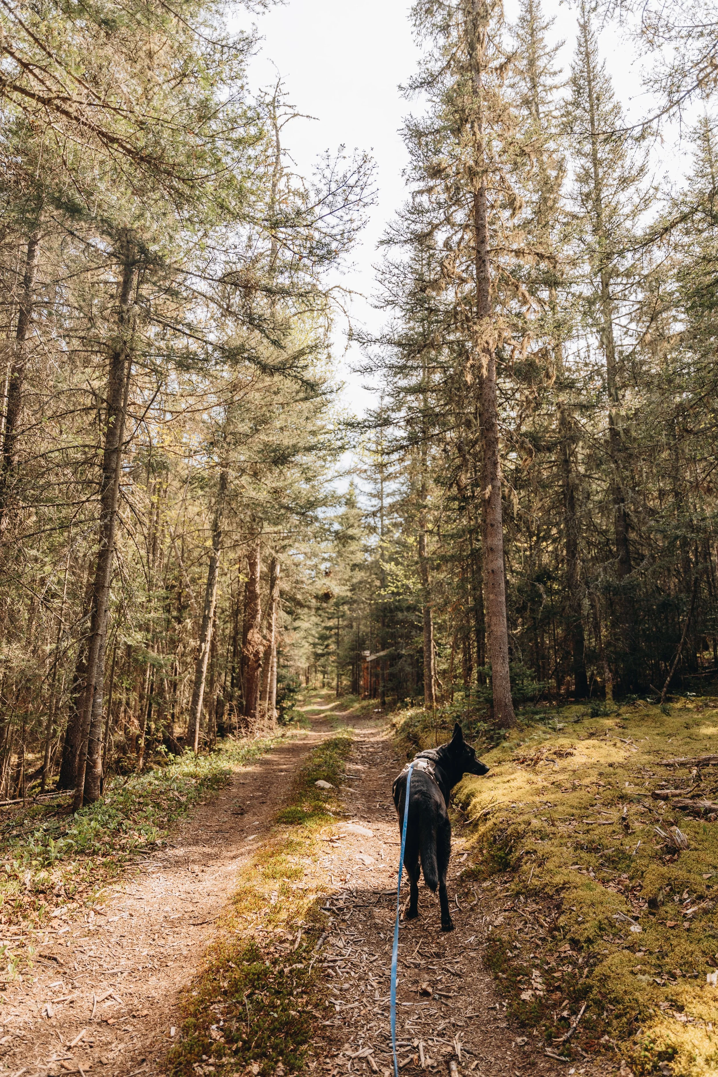 34daco hébergement charlevoix chien onvasepromener .jpg