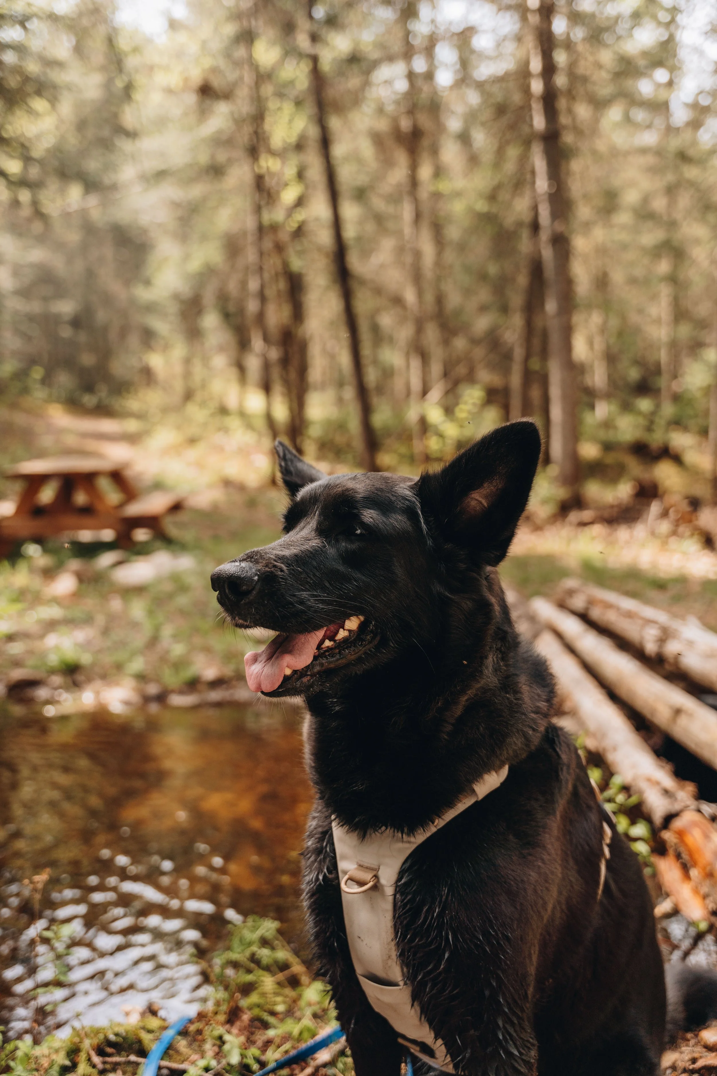 28daco hébergement charlevoix chien onvasepromener .jpg