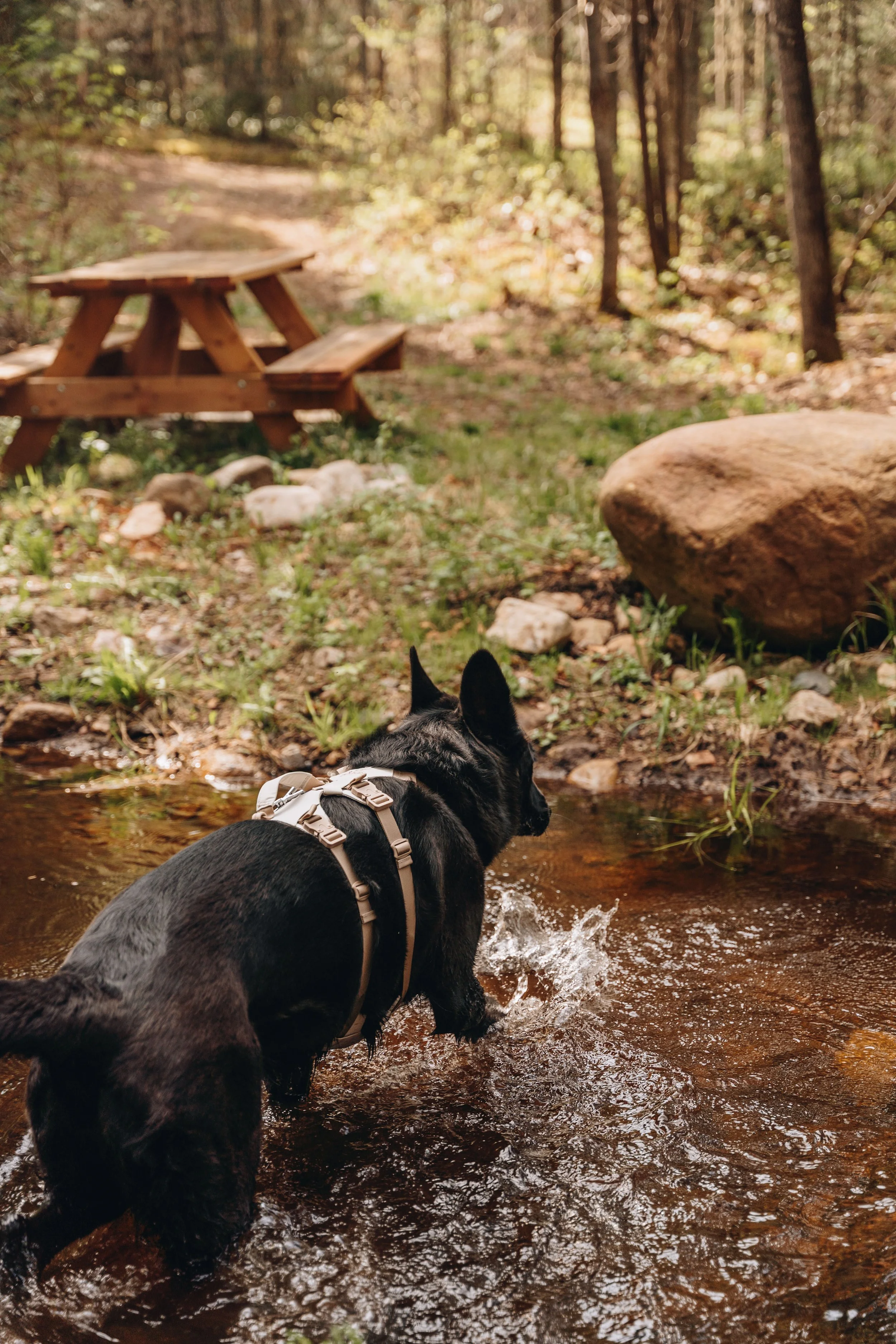 20daco hébergement charlevoix chien onvasepromener .jpg