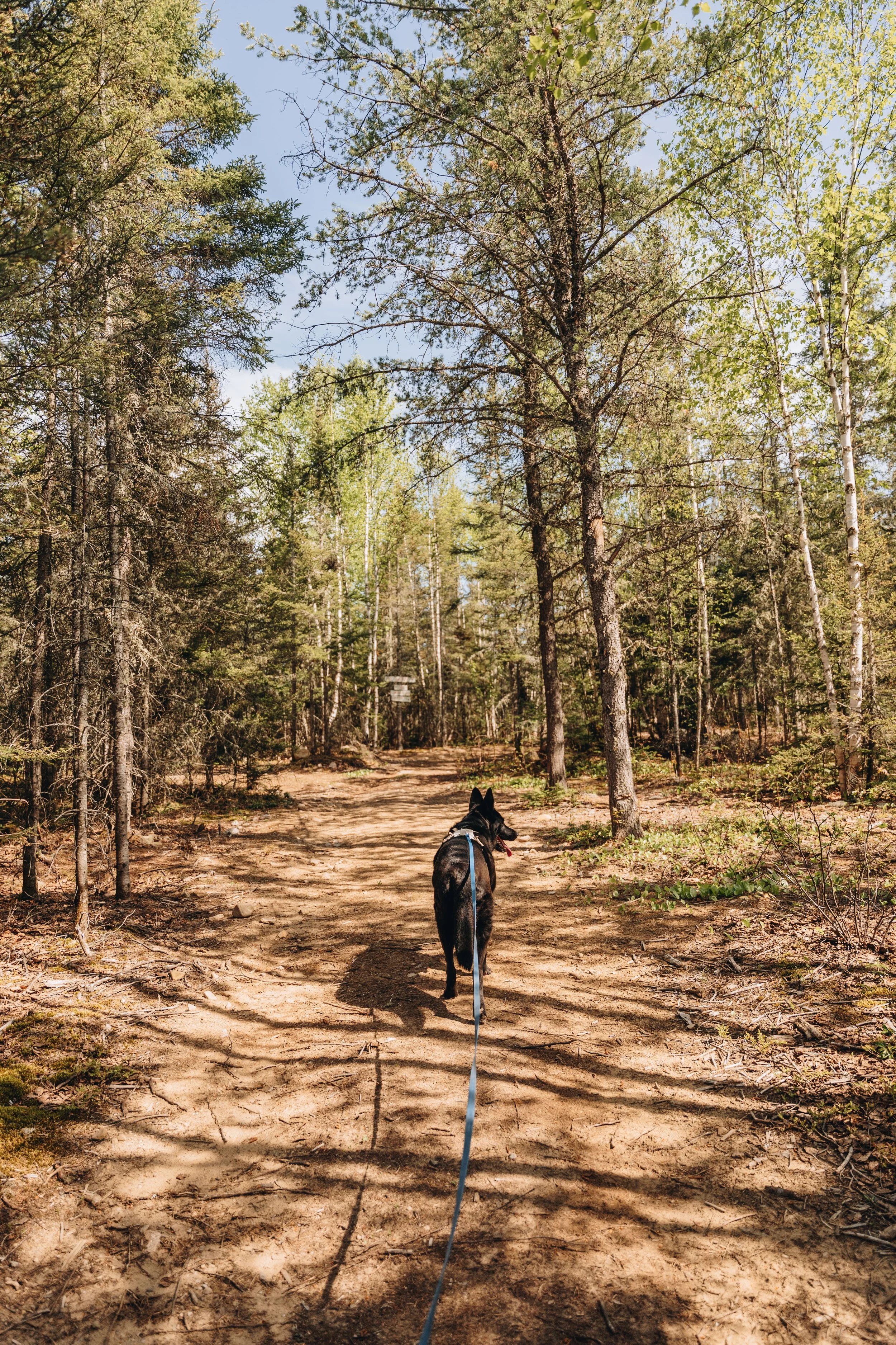10daco hébergement charlevoix chien onvasepromener .jpg