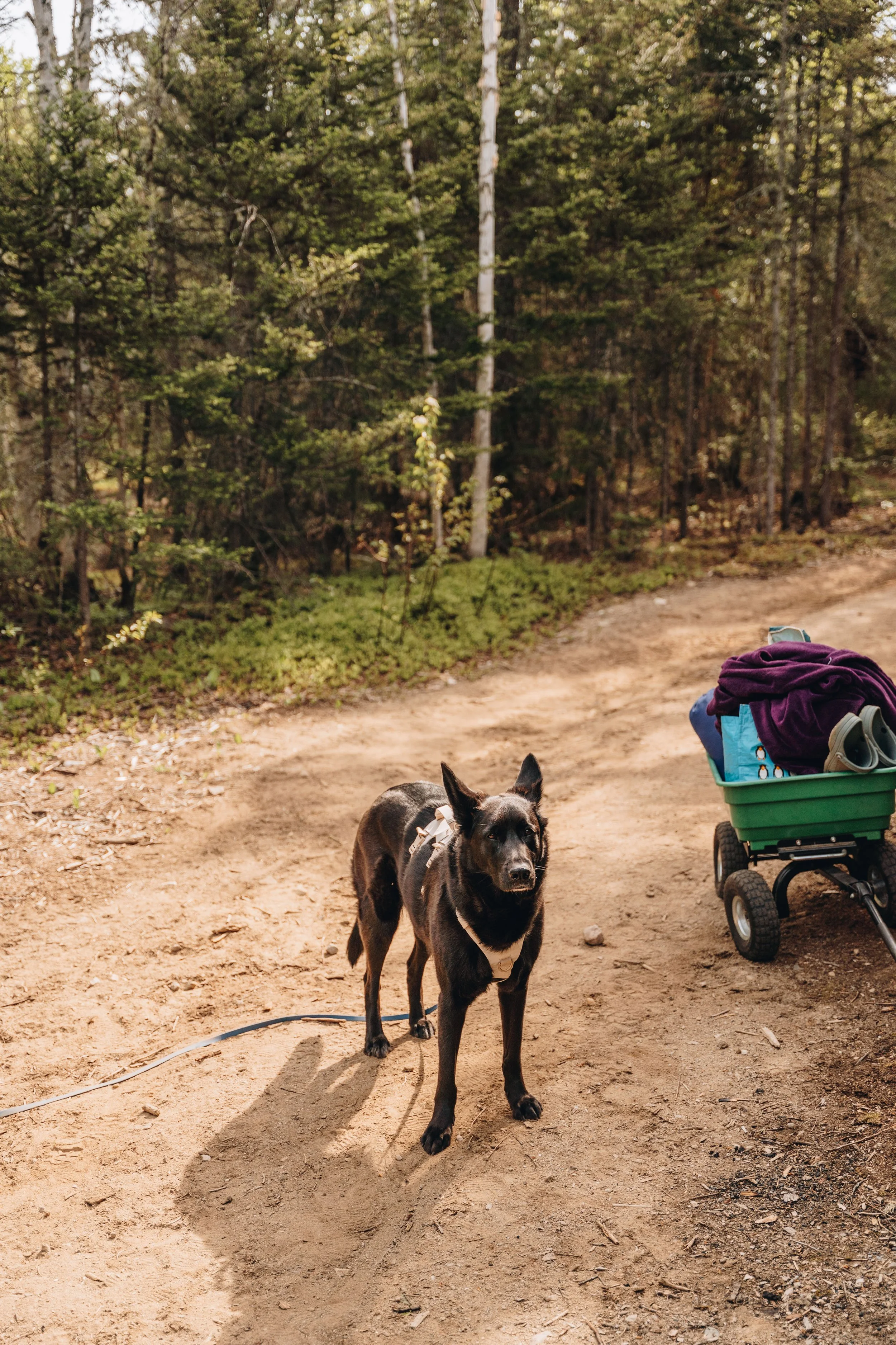 147daco hébergement charlevoix chien onvasepromener .jpg
