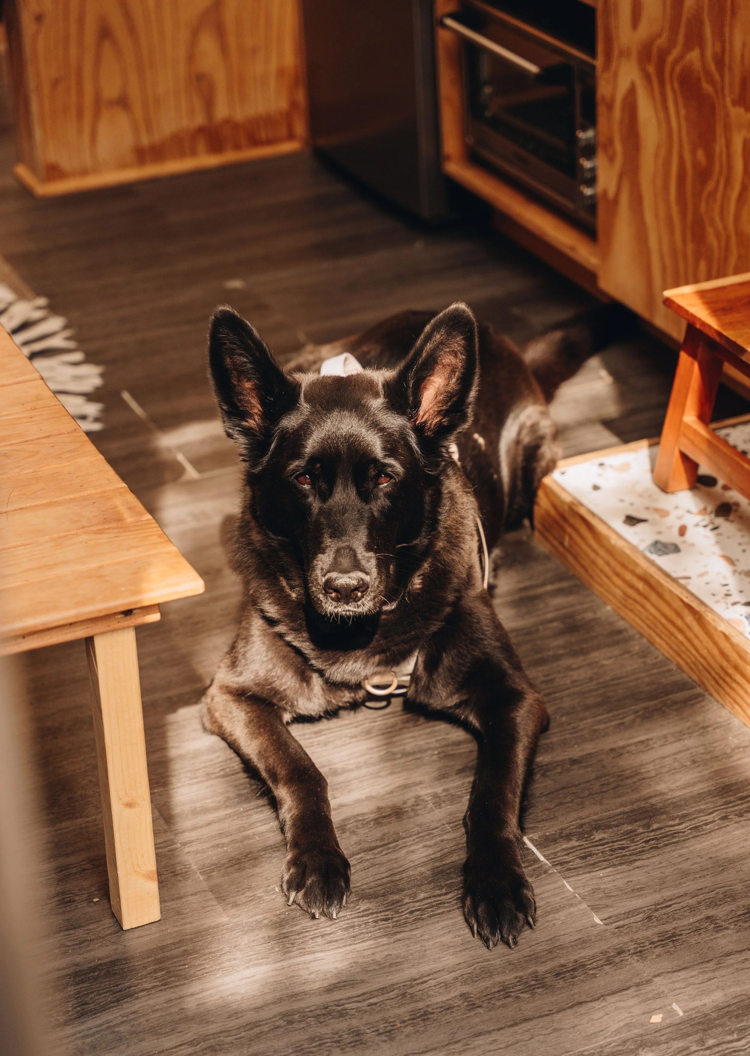 137daco hébergement charlevoix chien onvasepromener .jpg