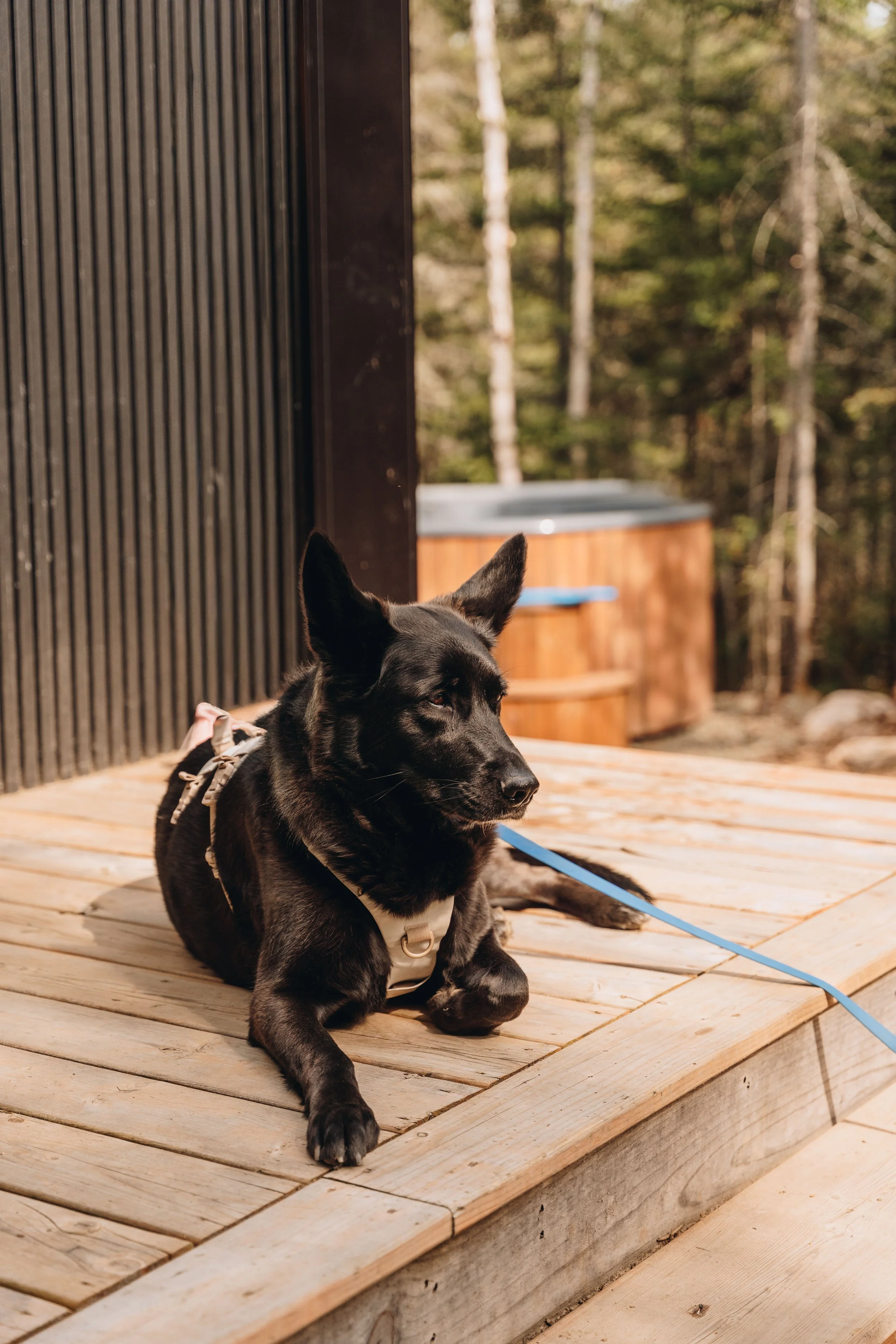 160daco hébergement charlevoix chien onvasepromener .jpg