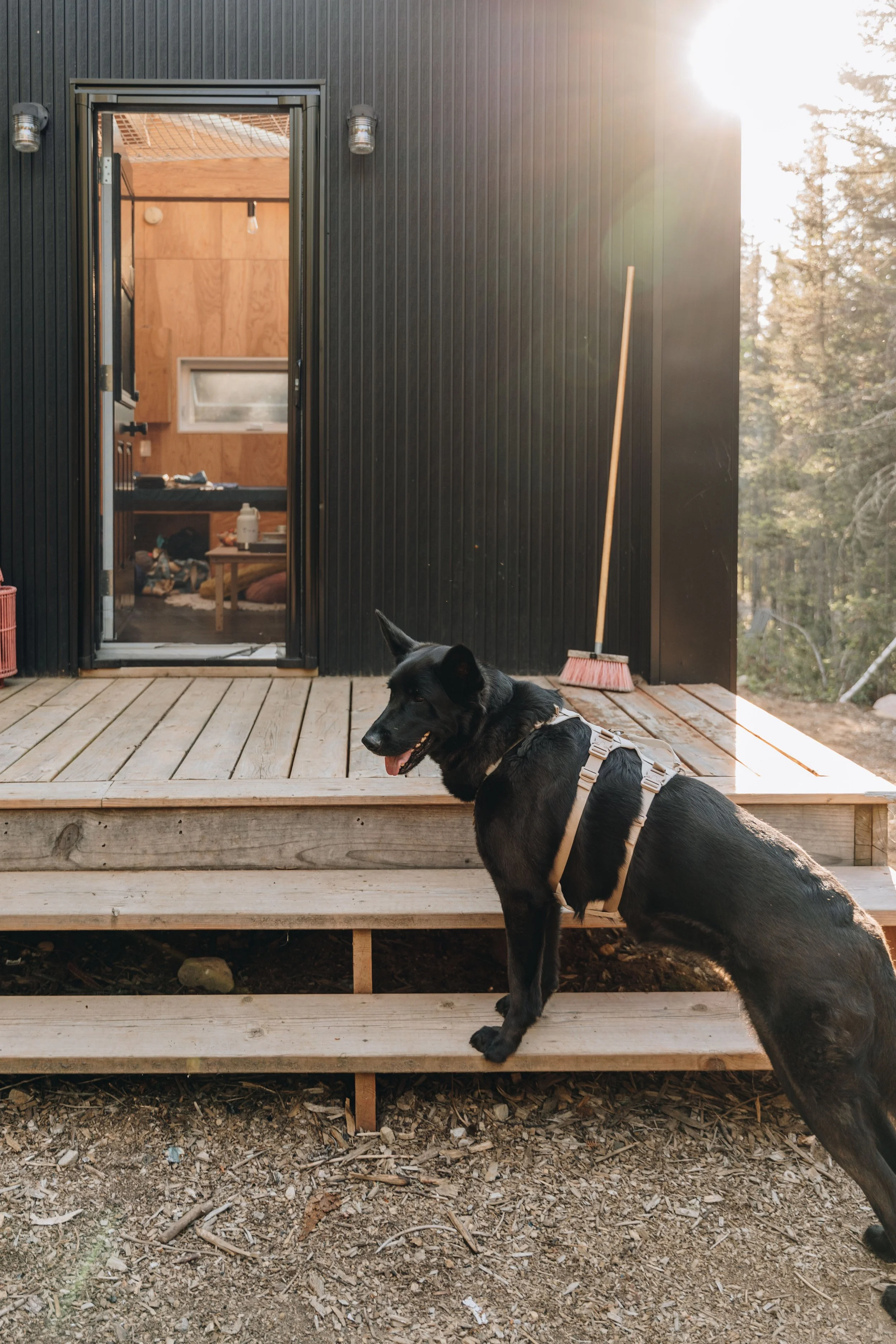 86daco hébergement charlevoix chien onvasepromener .jpg