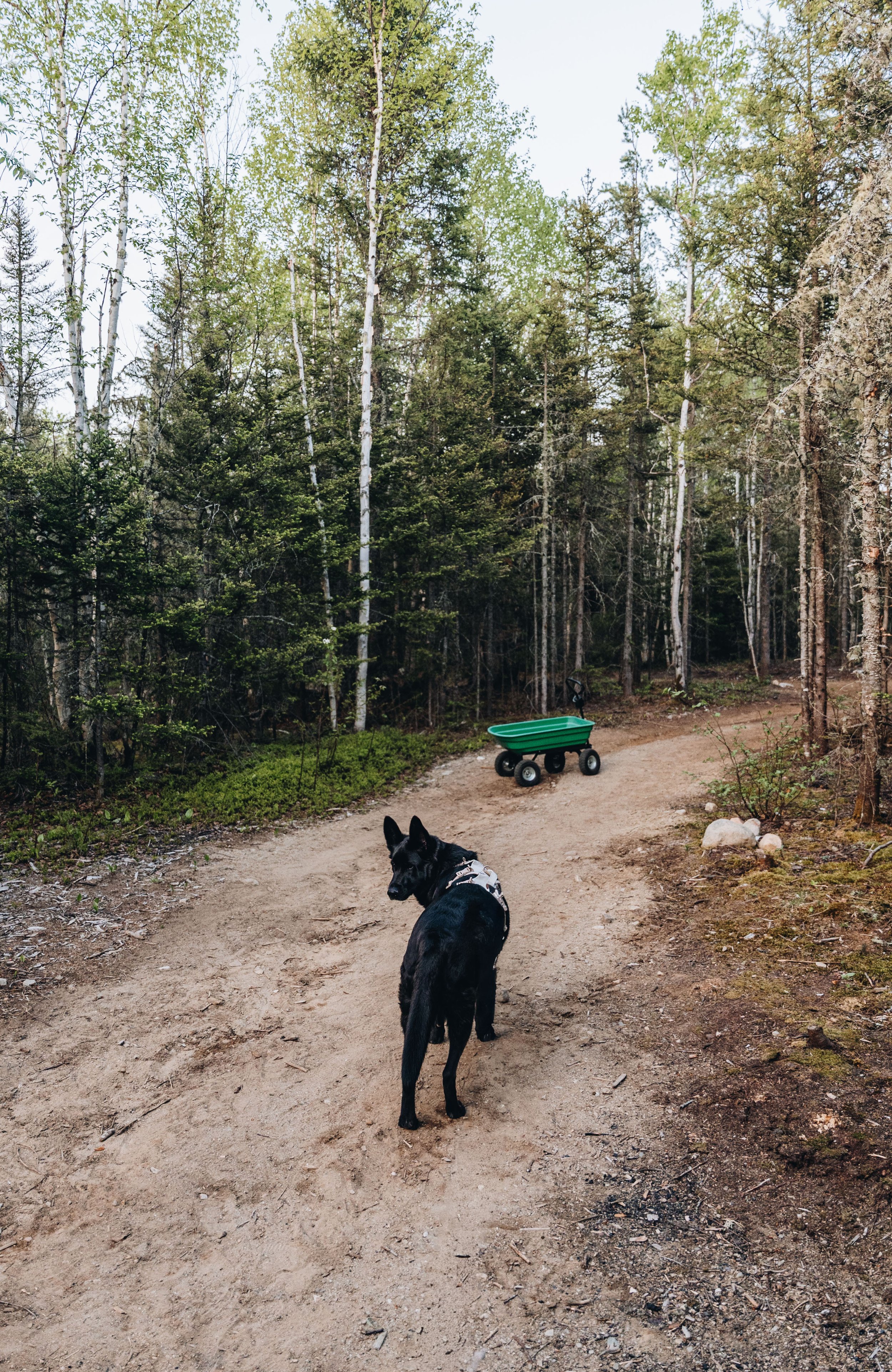 104daco hébergement charlevoix chien onvasepromener .jpg